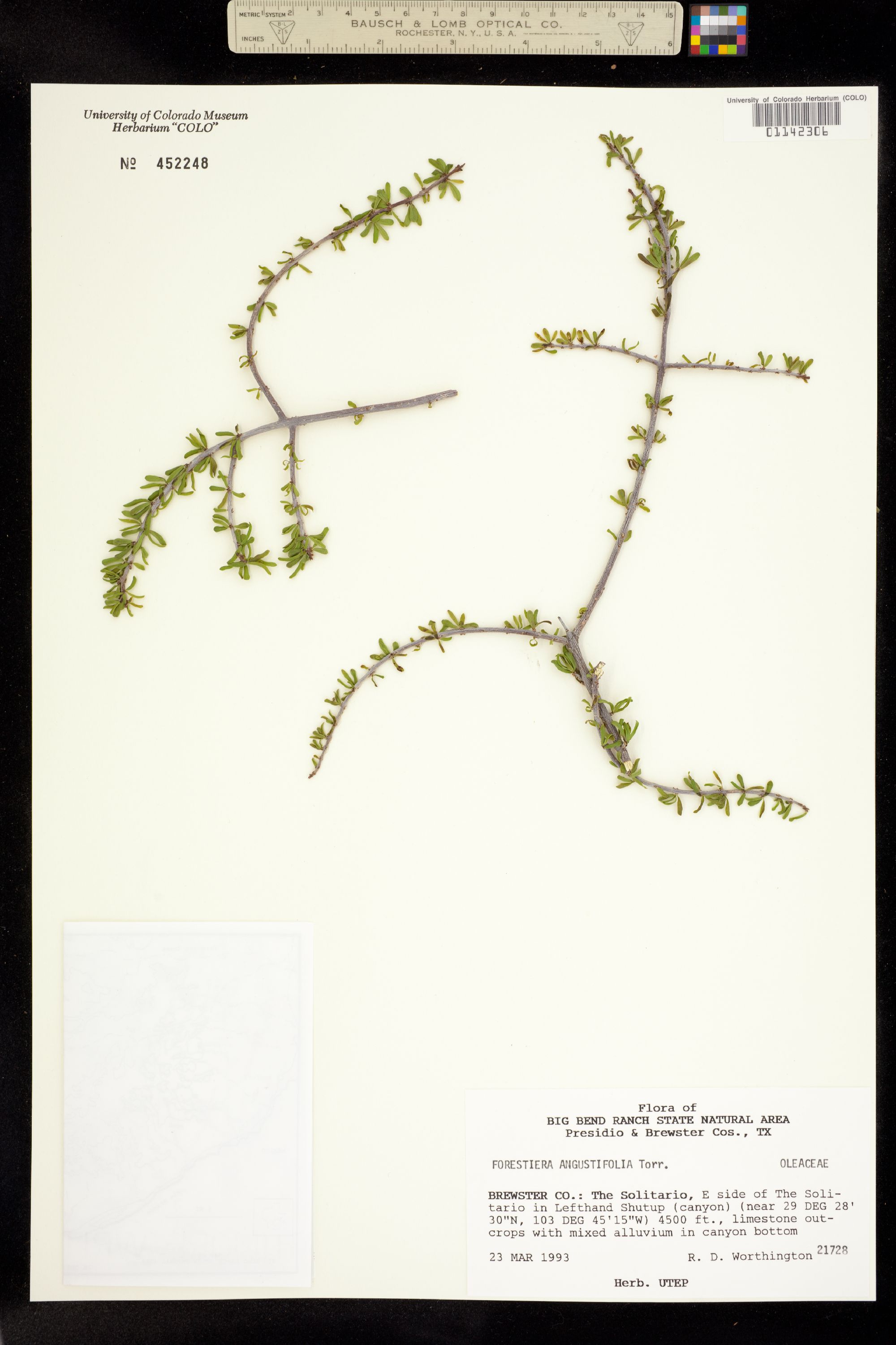 Forestiera angustifolia image