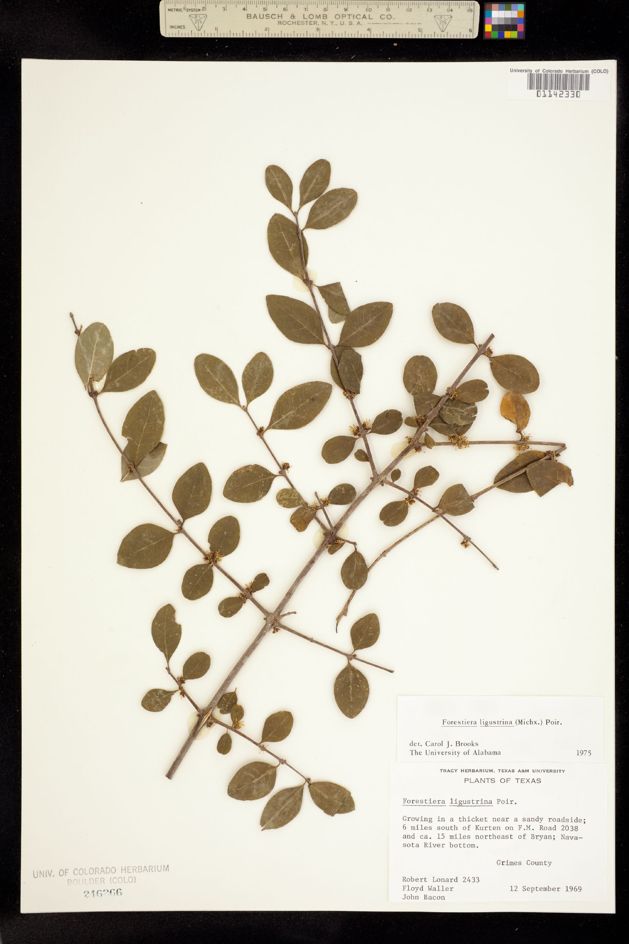 Forestiera ligustrina image