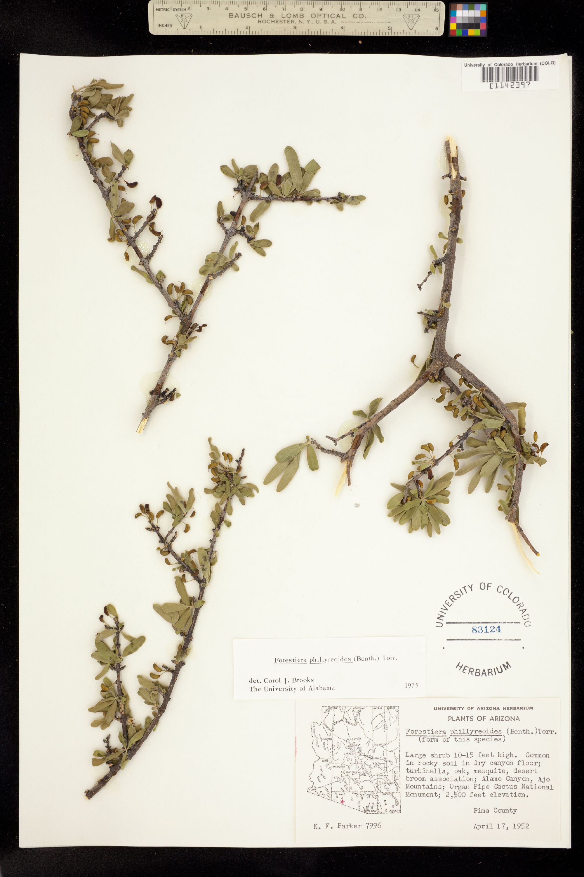 Forestiera phillyreoides image