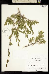Forestiera pubescens image