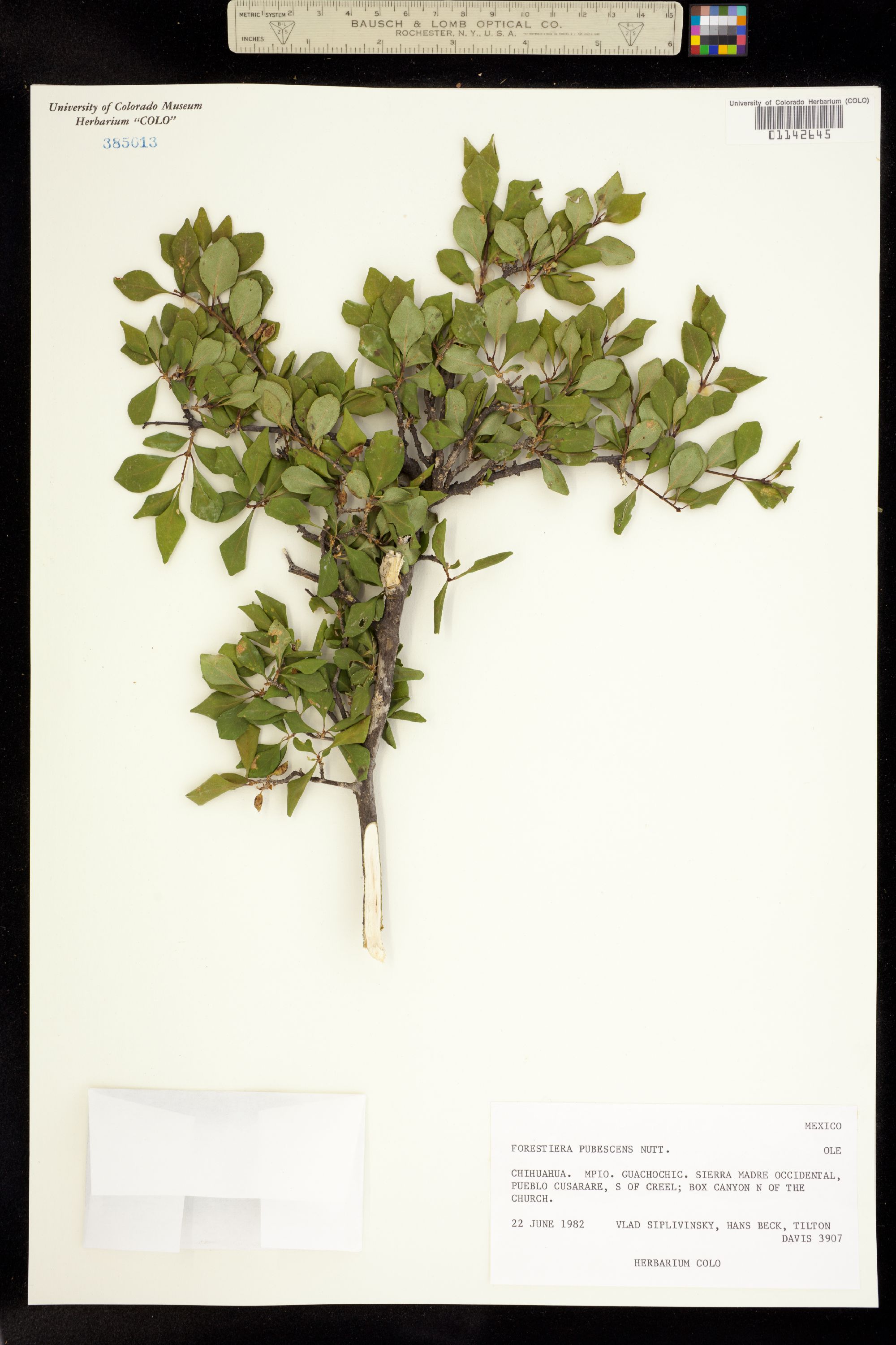 Forestiera pubescens image