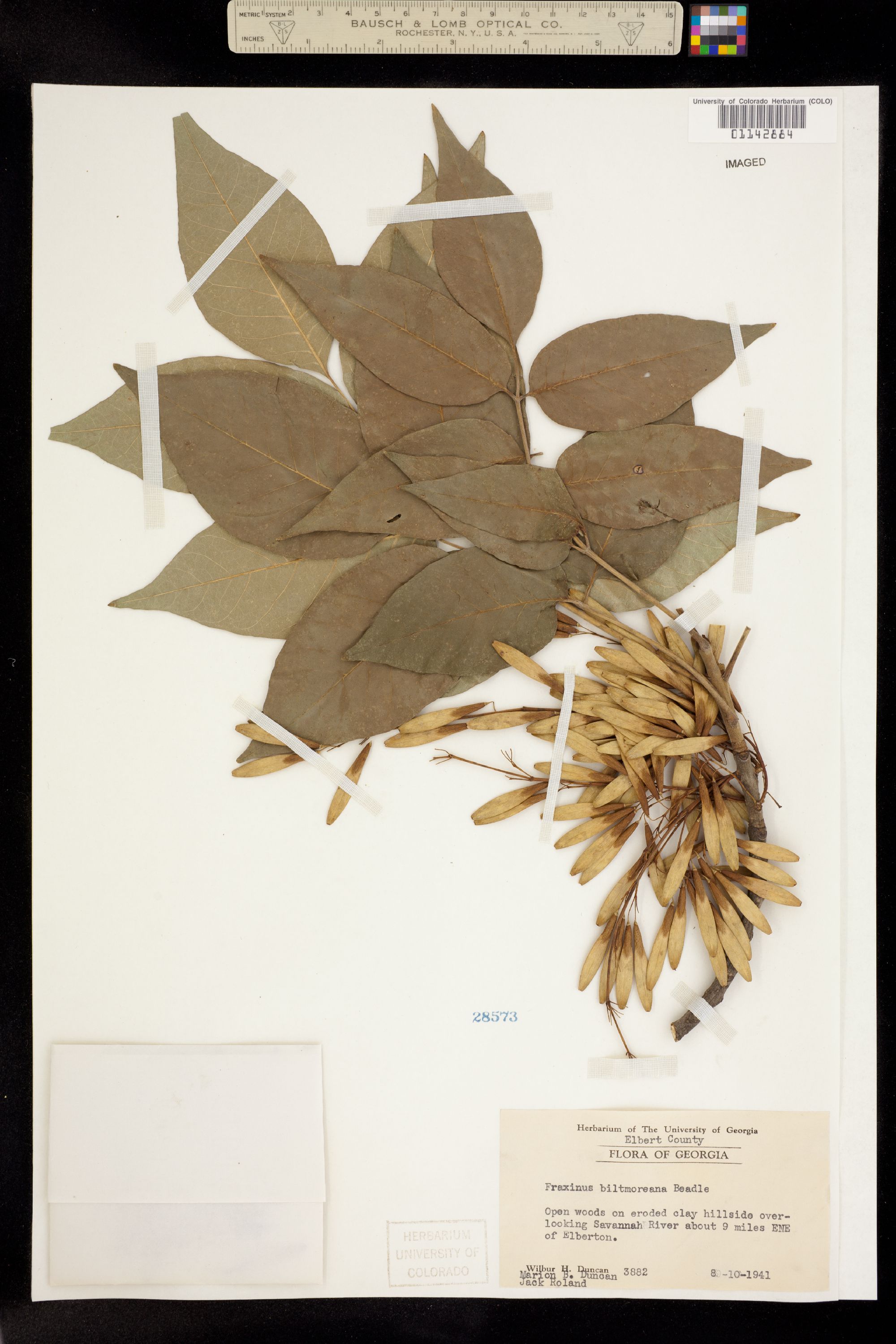 Fraxinus americana image
