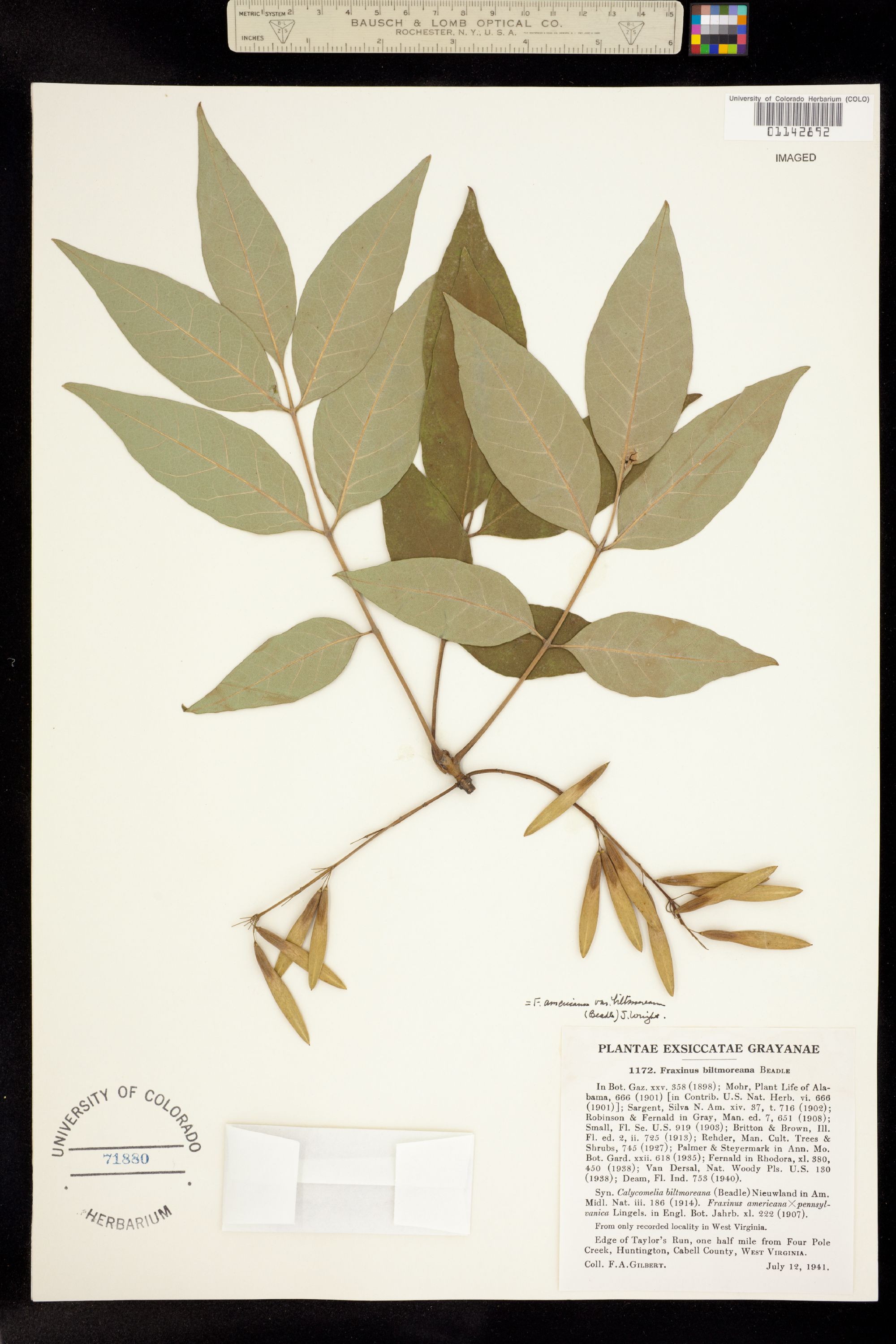 Fraxinus americana image