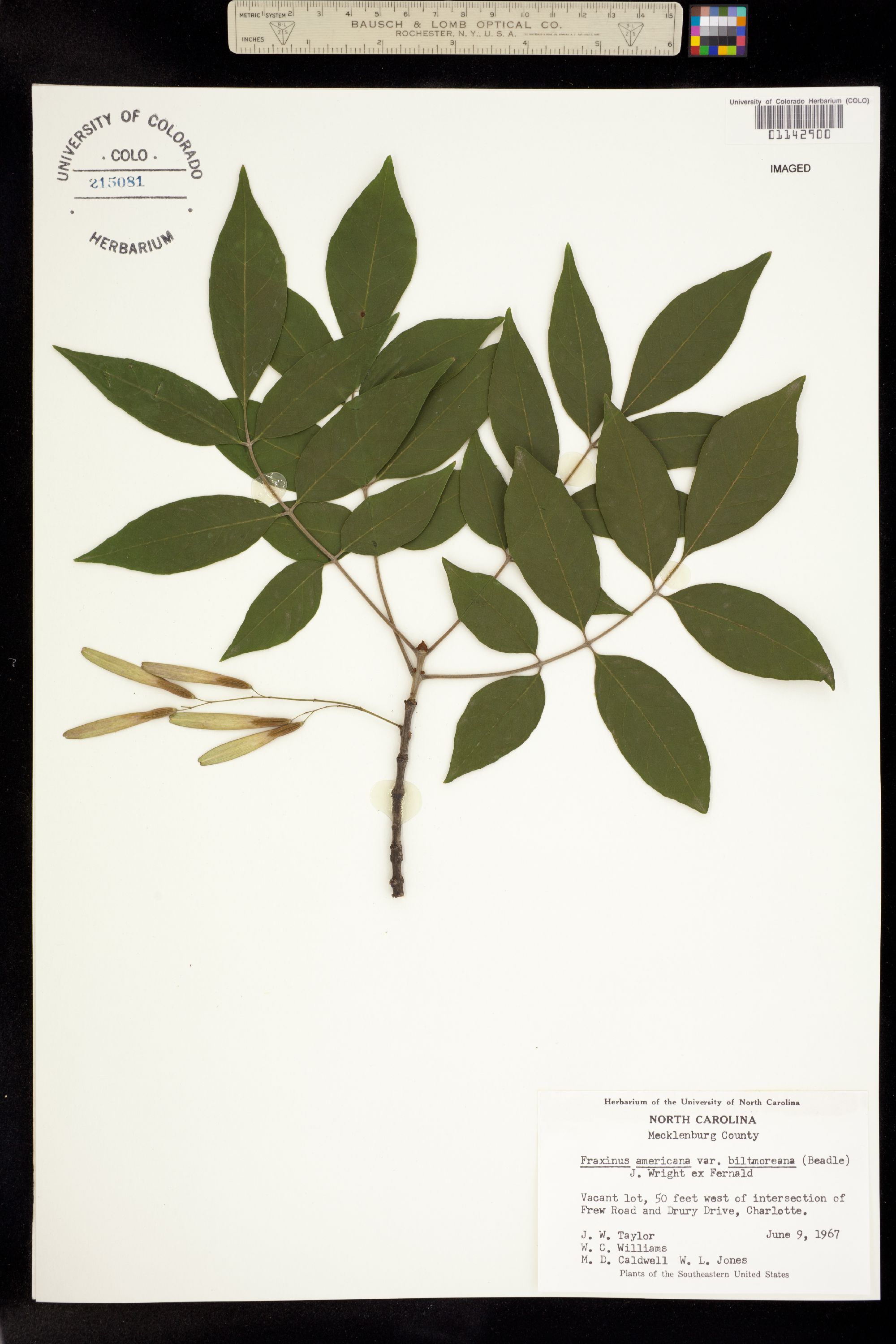 Fraxinus americana image