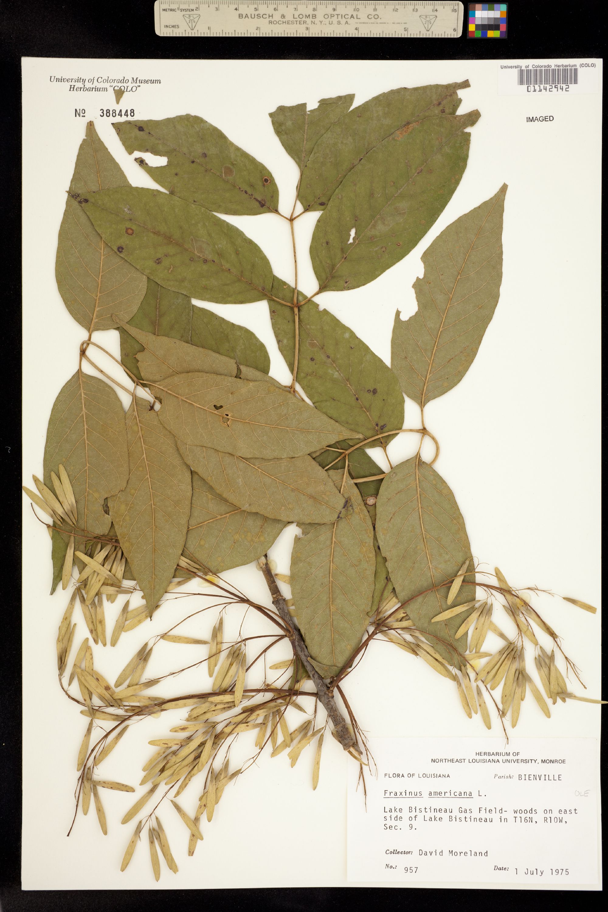 Fraxinus americana image