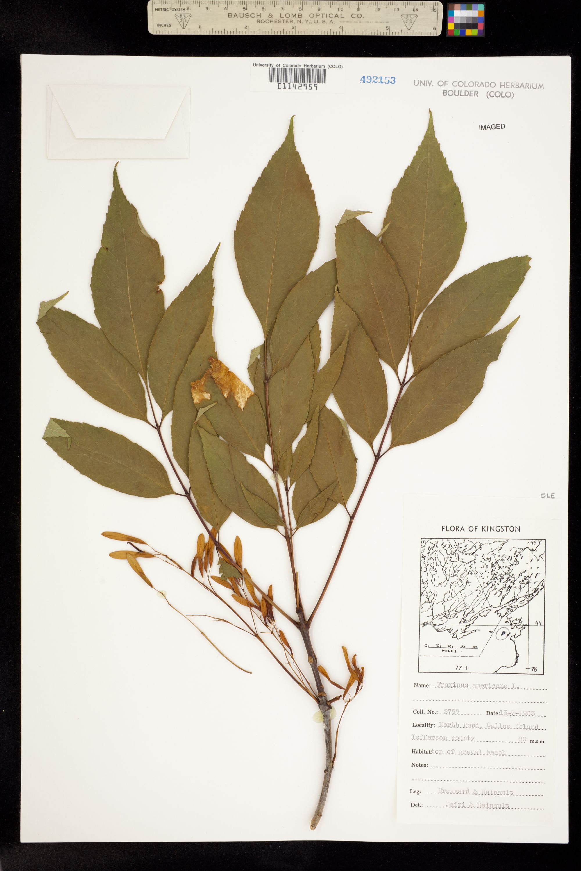 Fraxinus americana image
