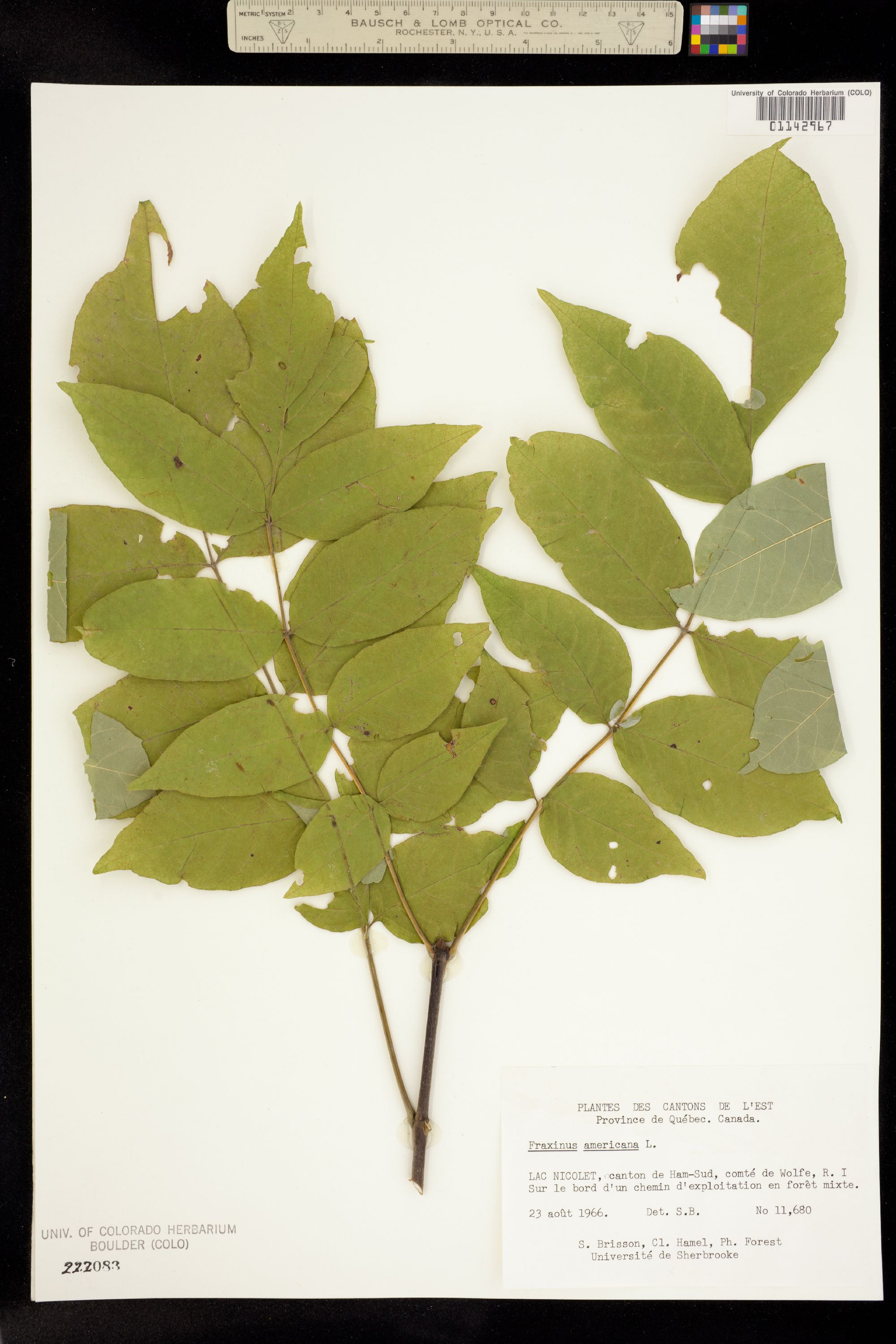 Fraxinus americana image