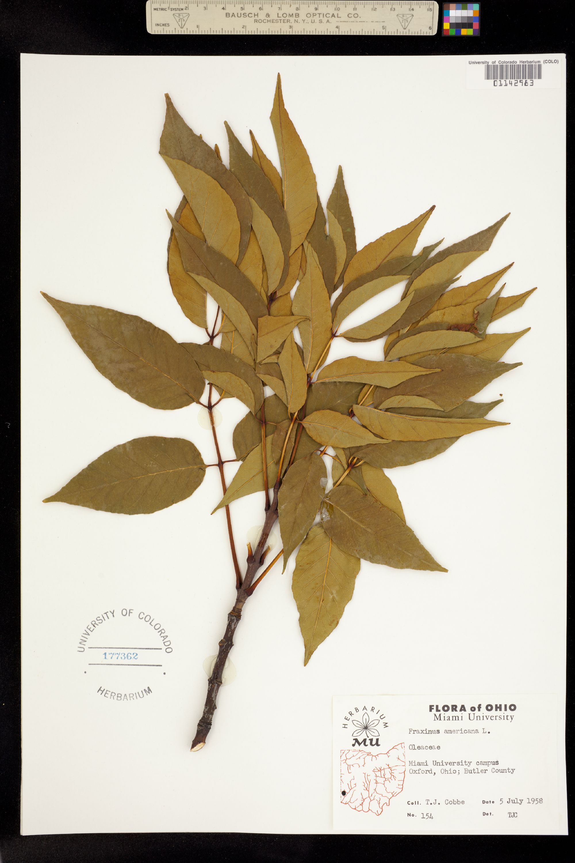 Fraxinus americana image
