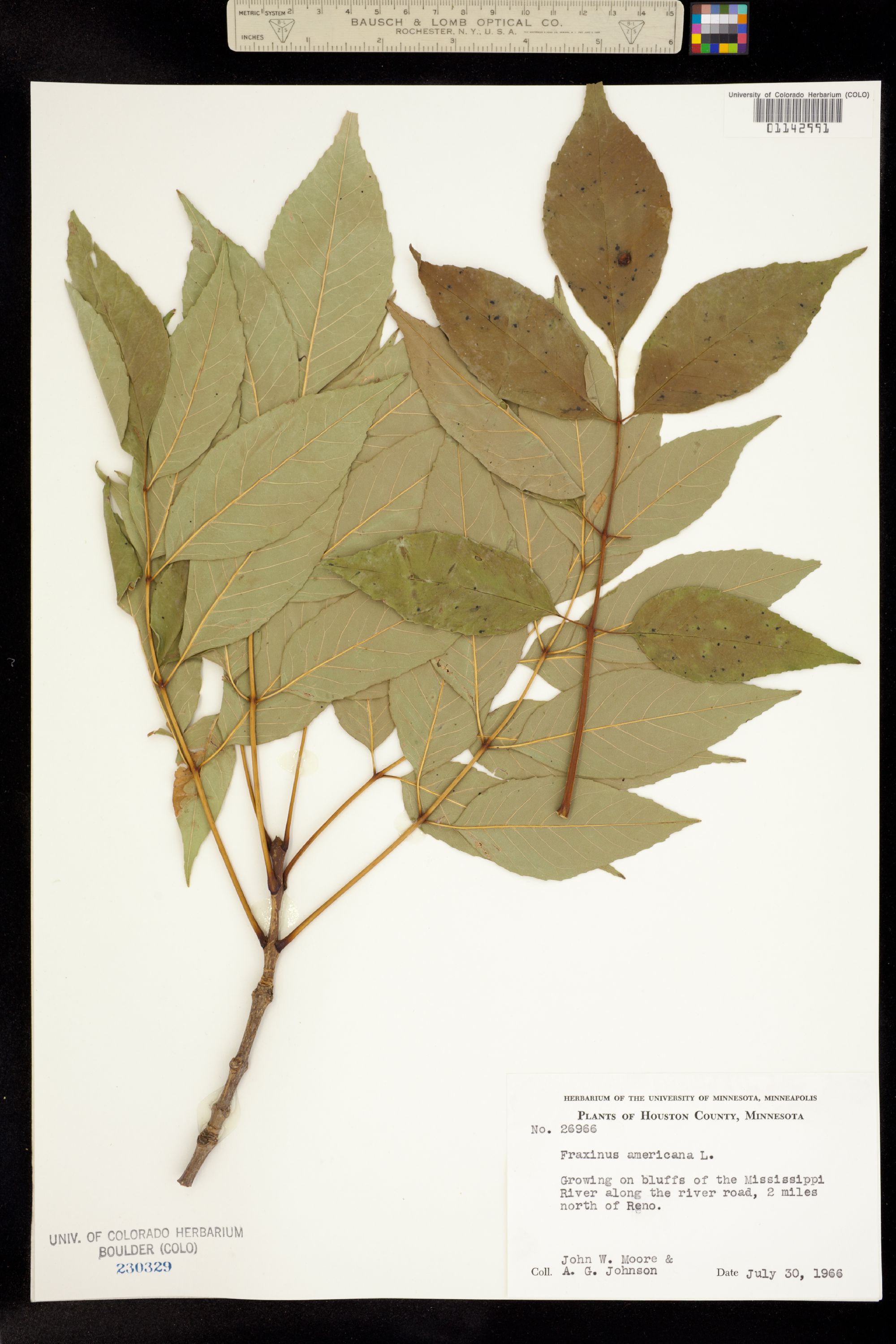 Fraxinus americana image