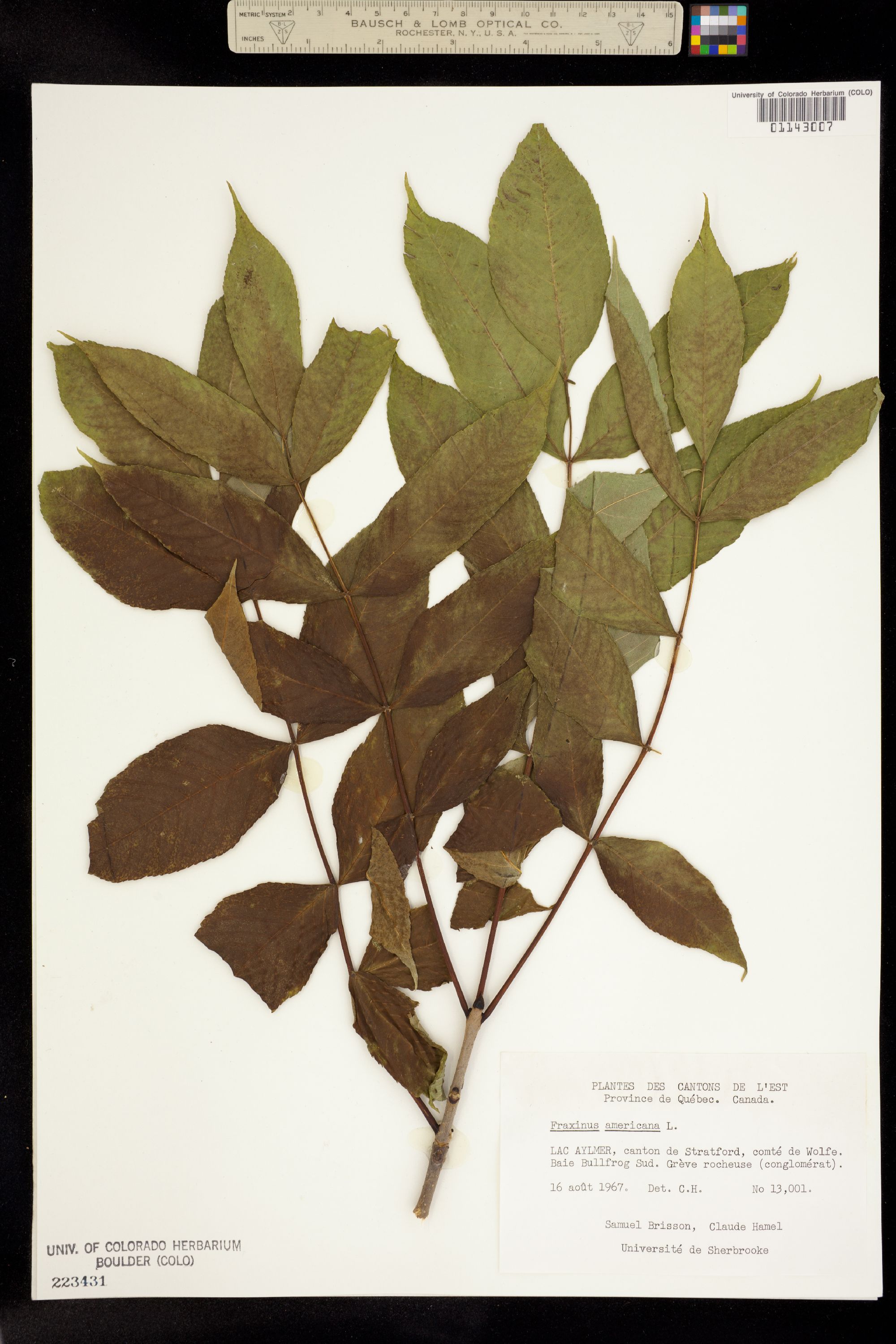 Fraxinus americana image