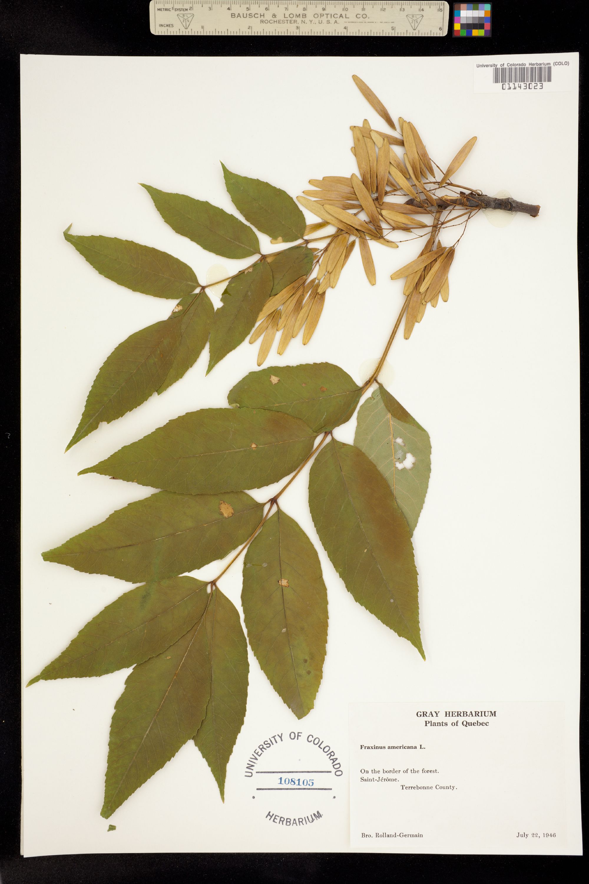 Fraxinus americana image