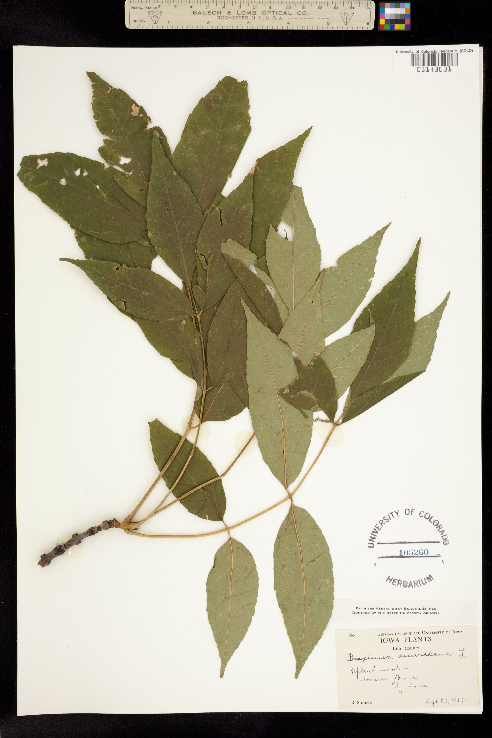 Fraxinus americana image