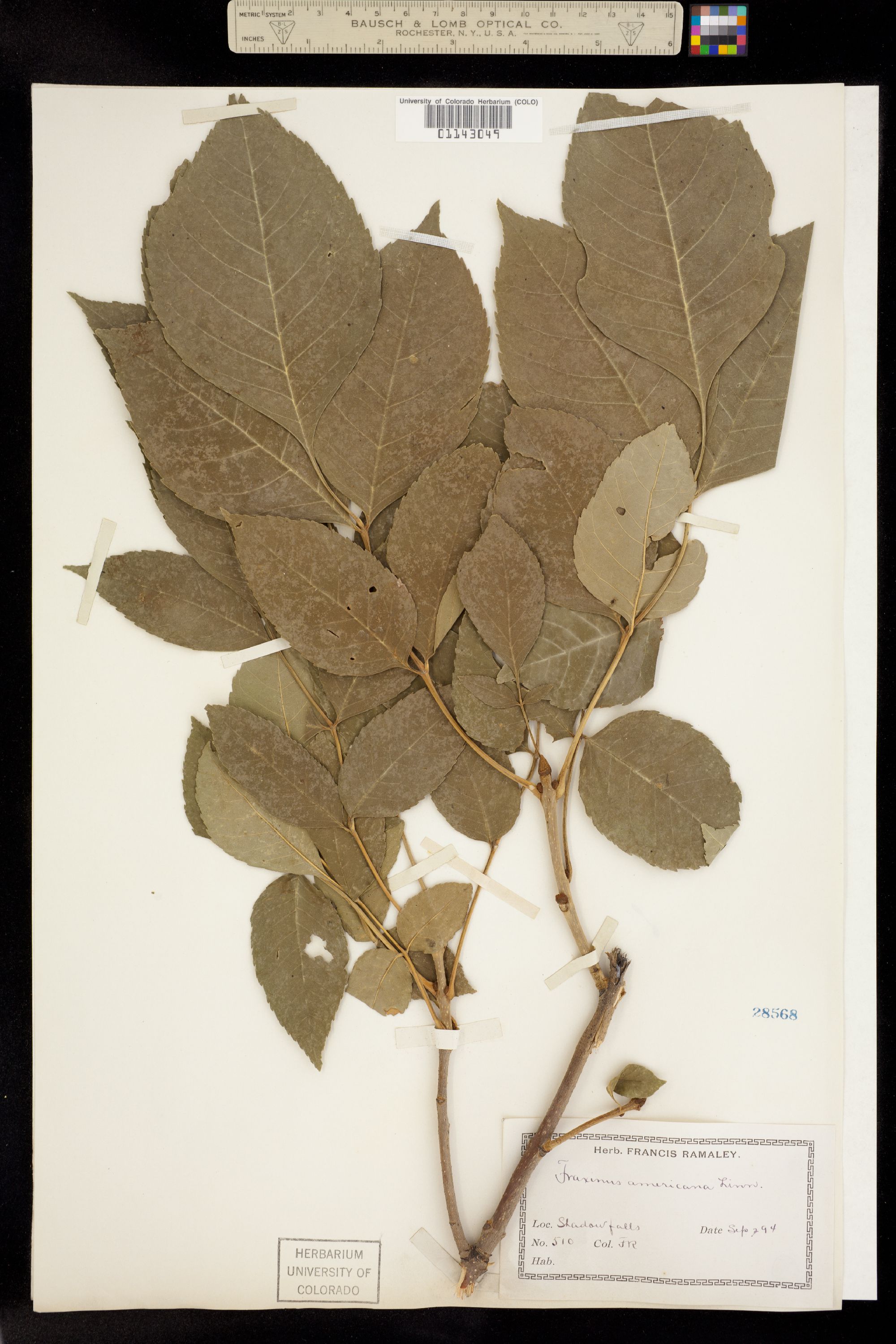 Fraxinus americana image