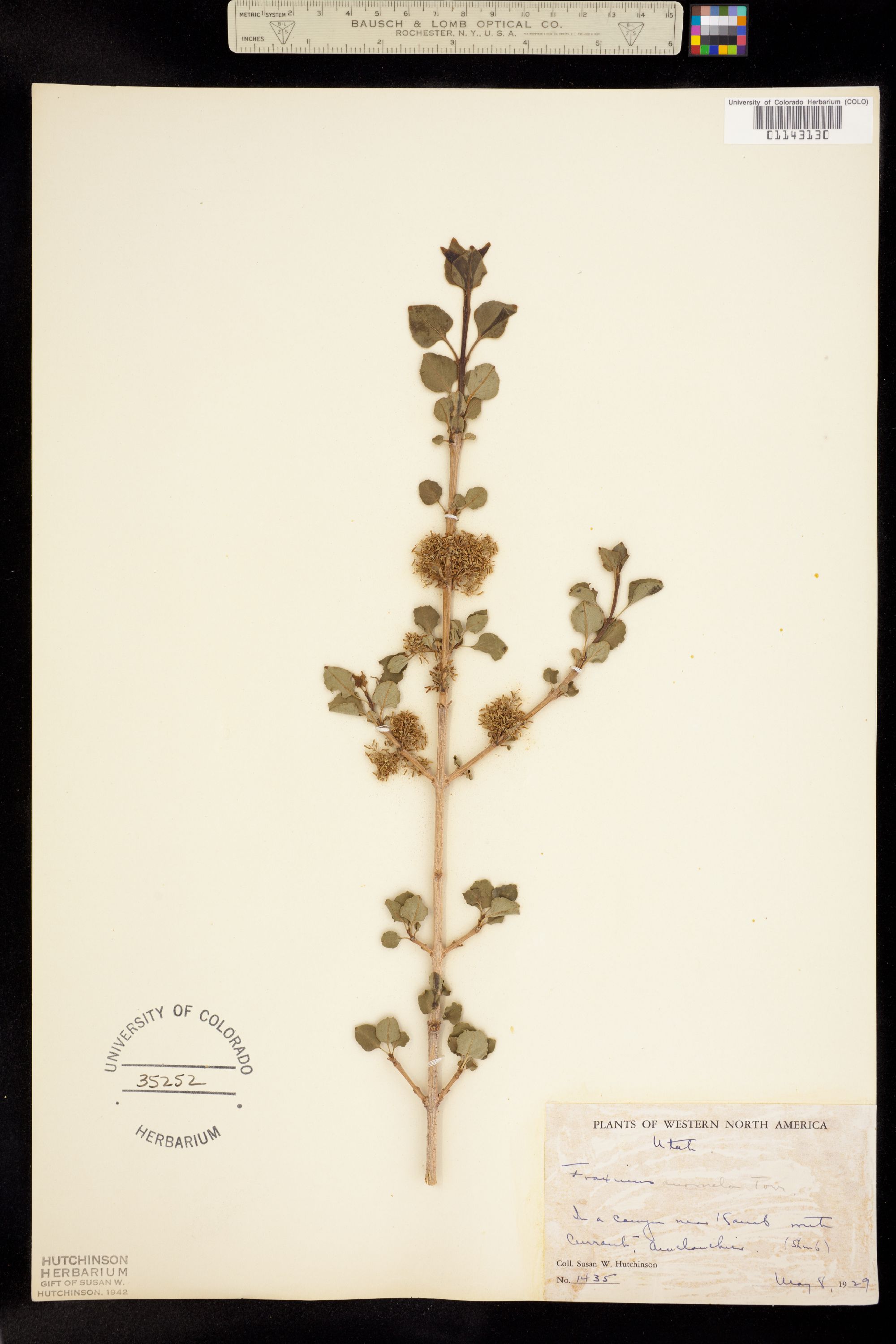Oleaceae image