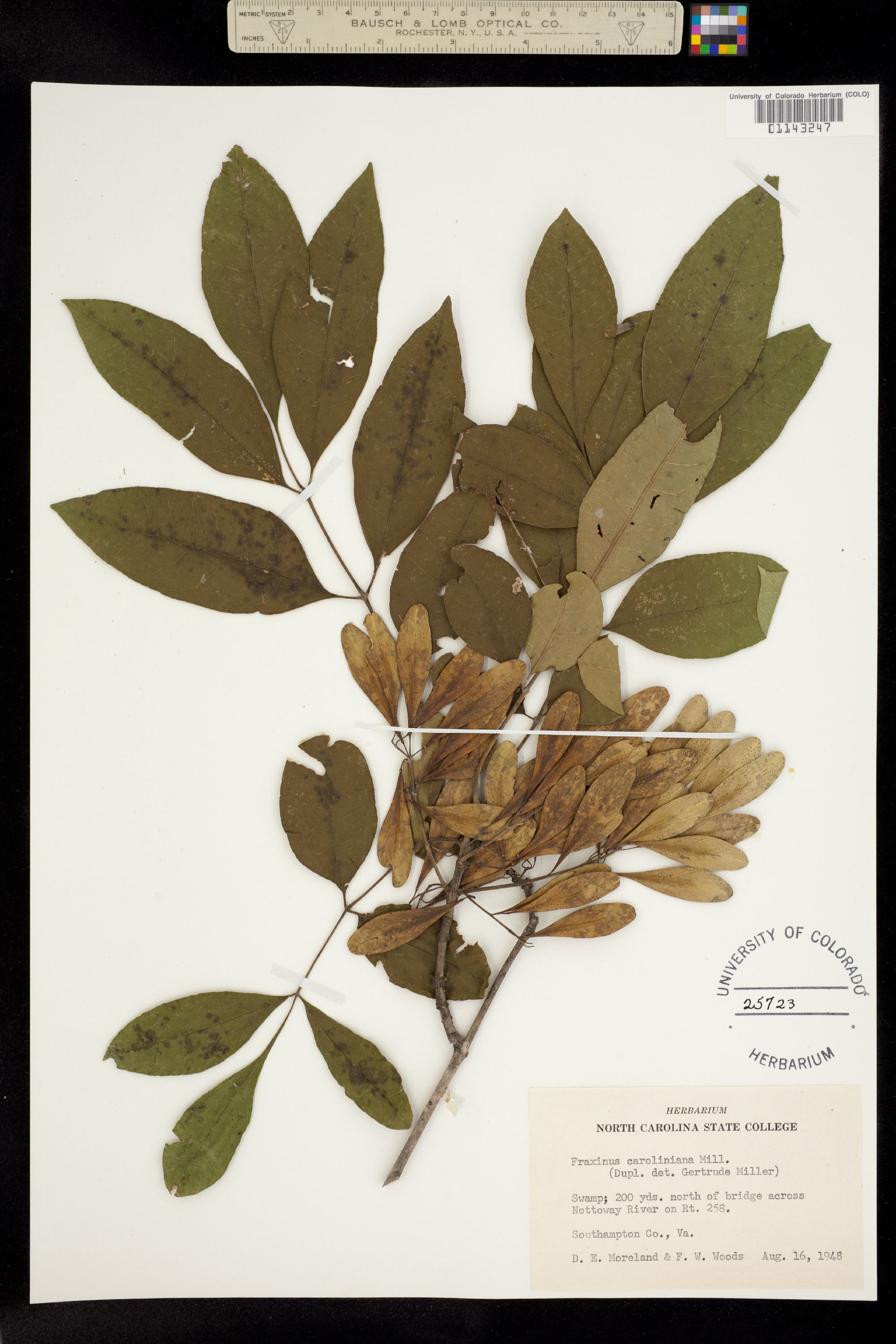 Fraxinus caroliniana image