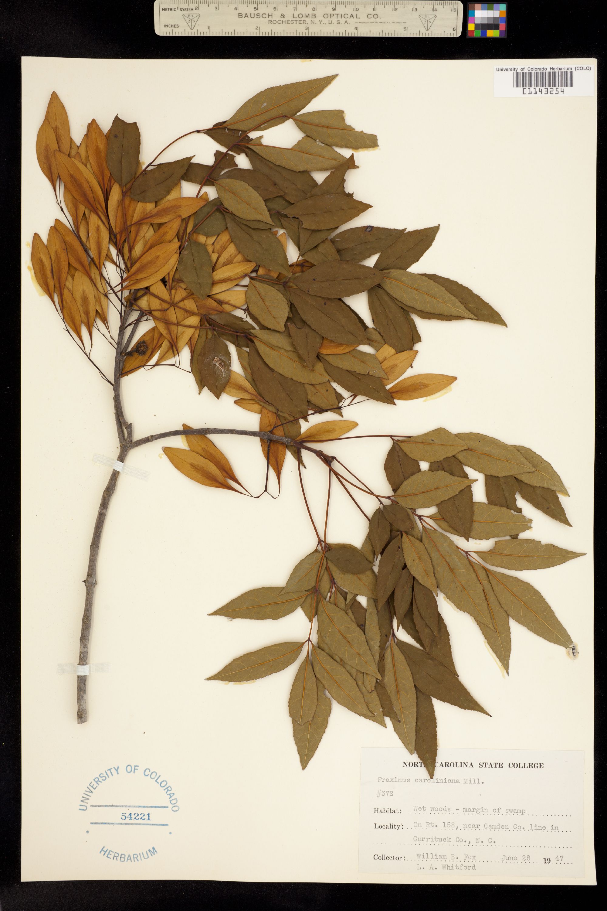 Fraxinus caroliniana image