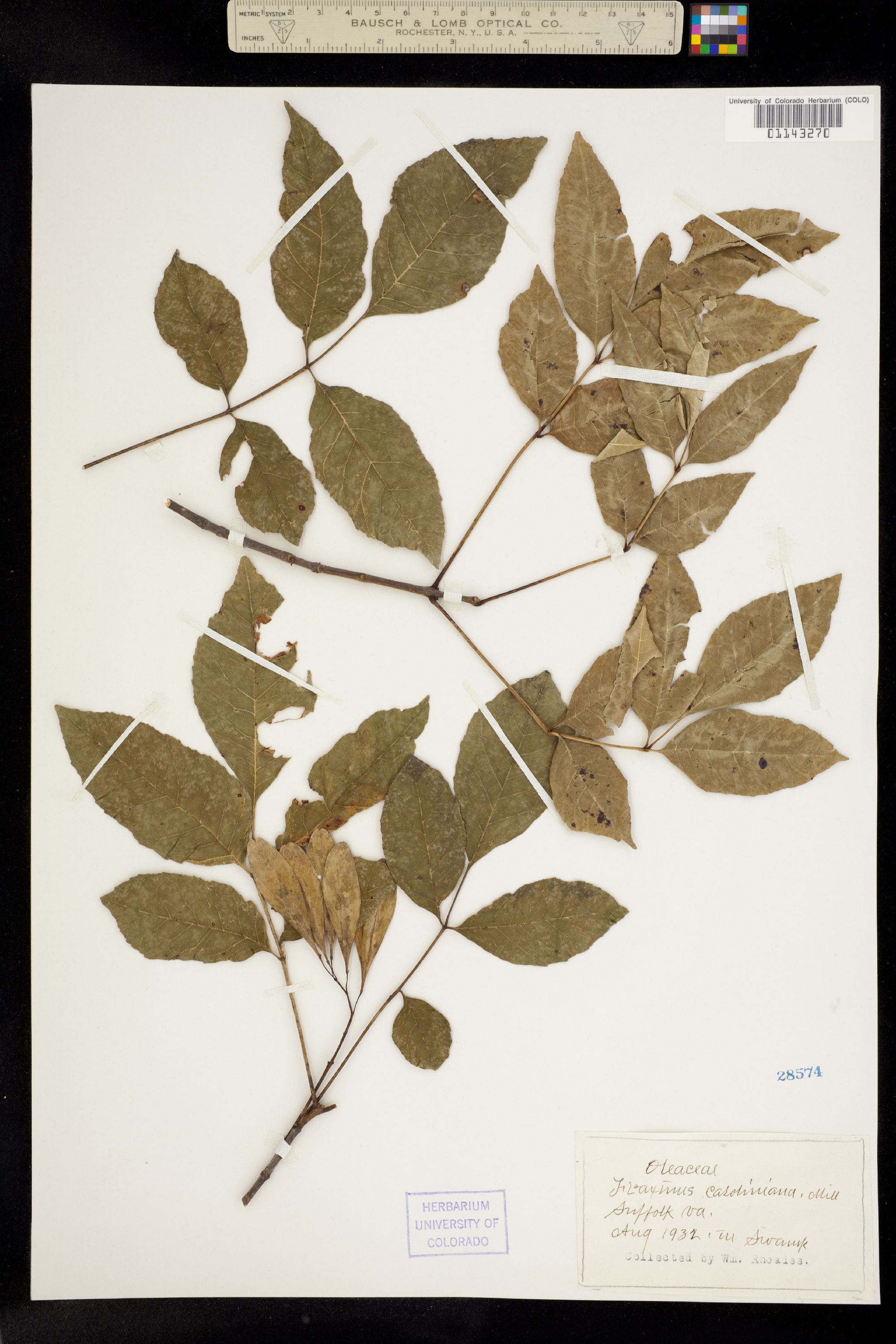 Fraxinus caroliniana image