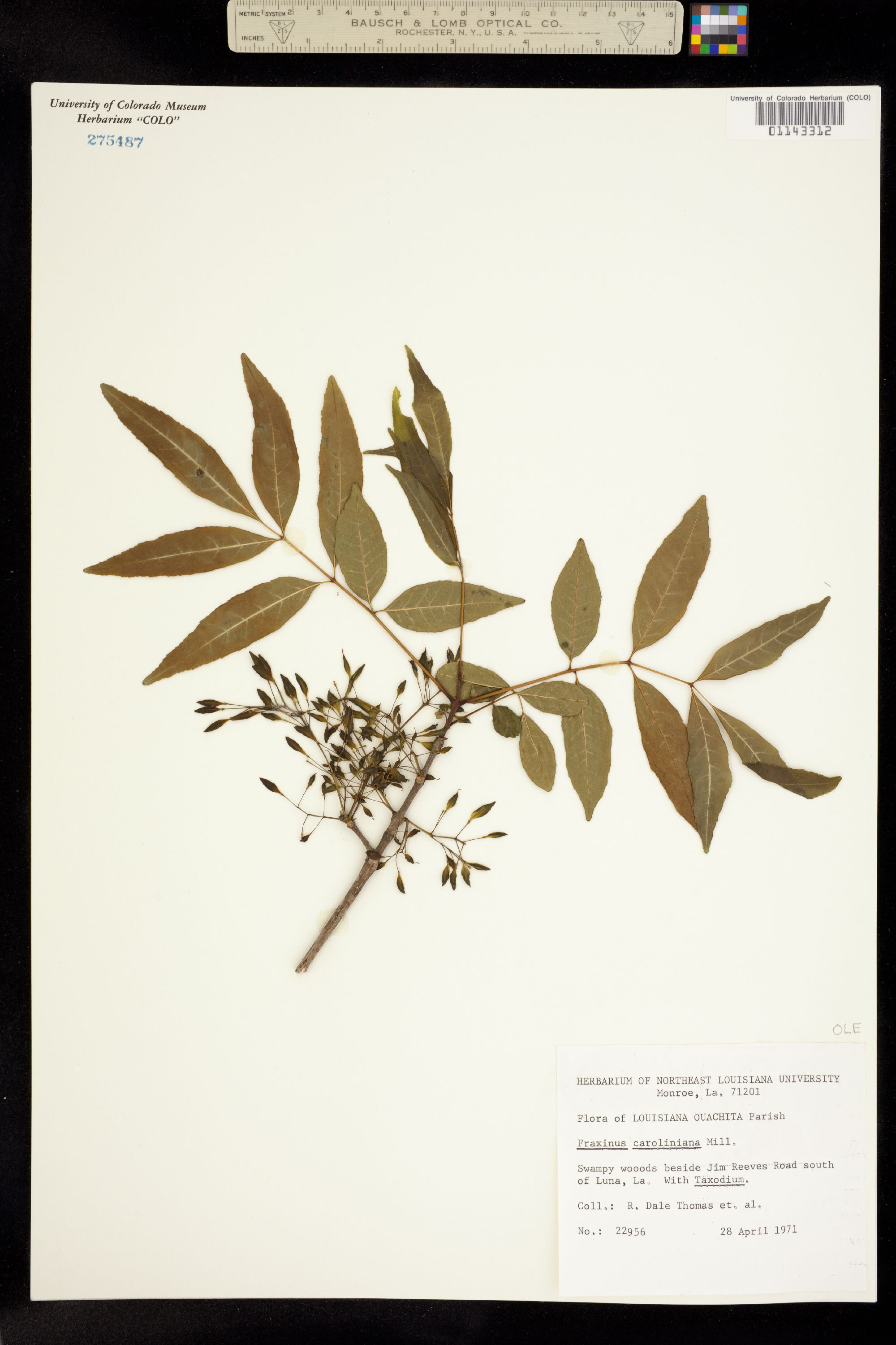 Fraxinus caroliniana image