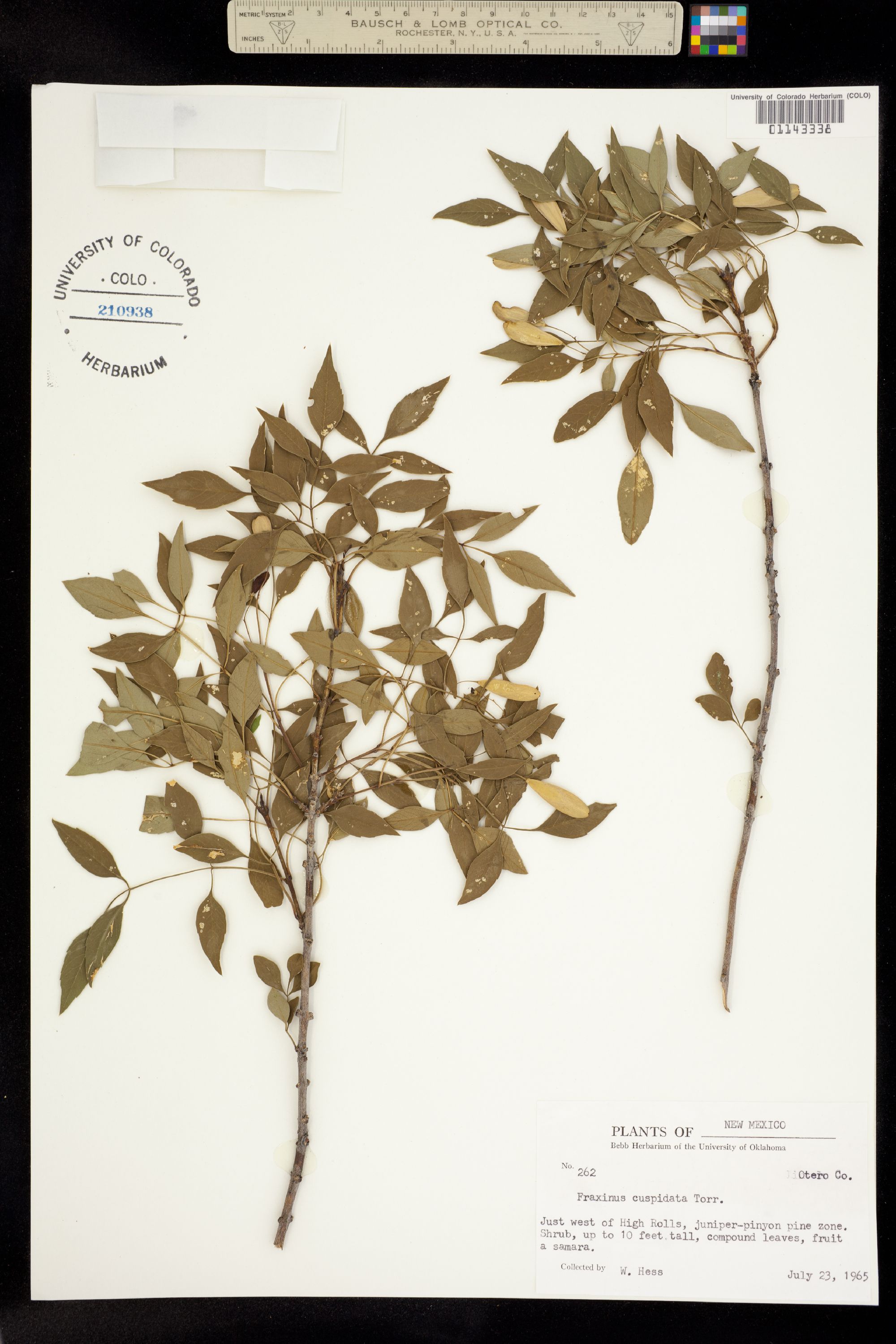 Fraxinus cuspidata image