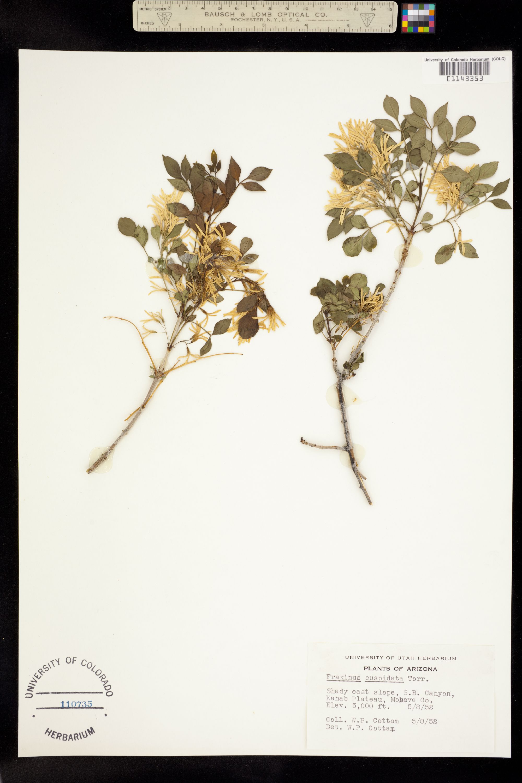 Fraxinus cuspidata image