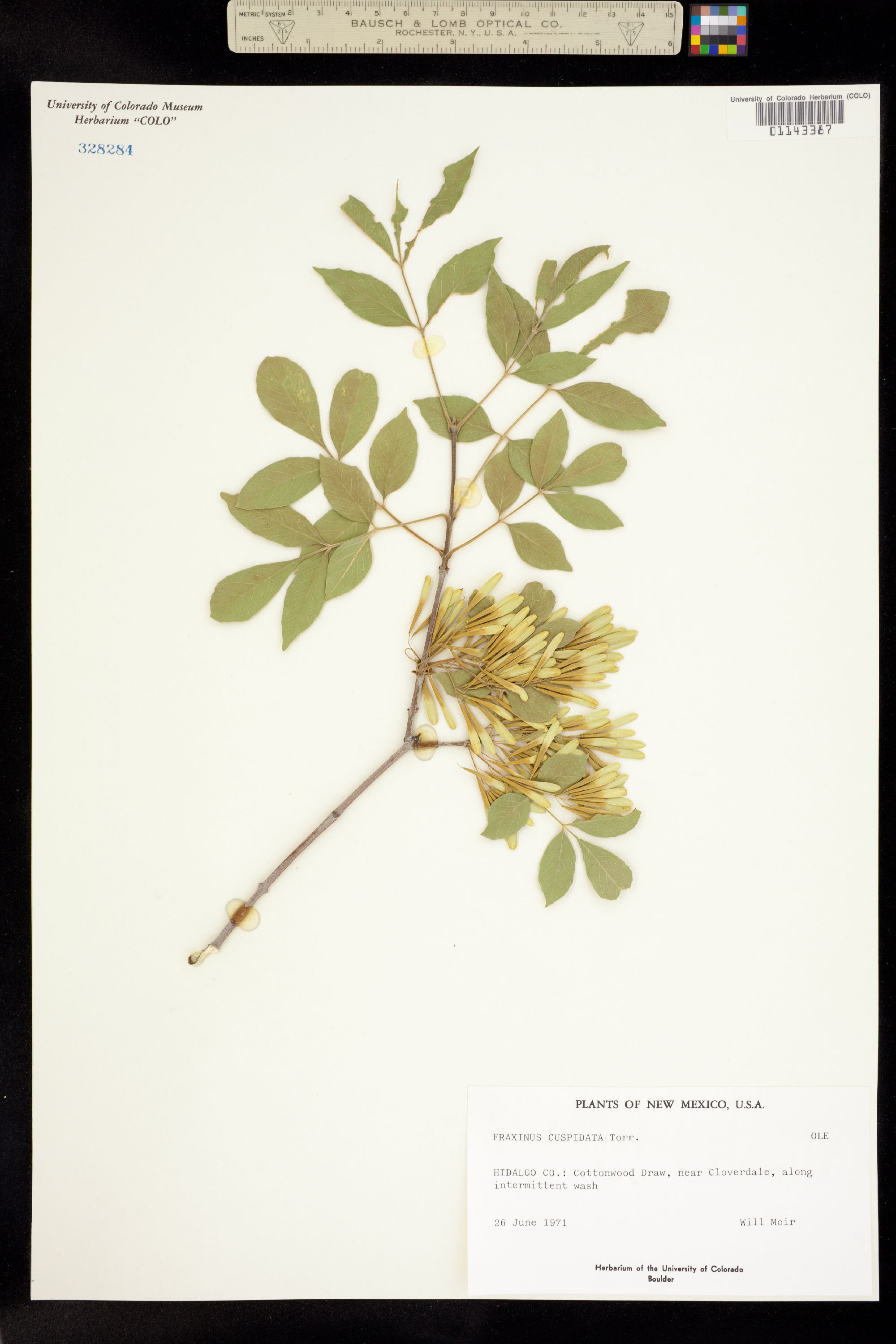 Fraxinus cuspidata image