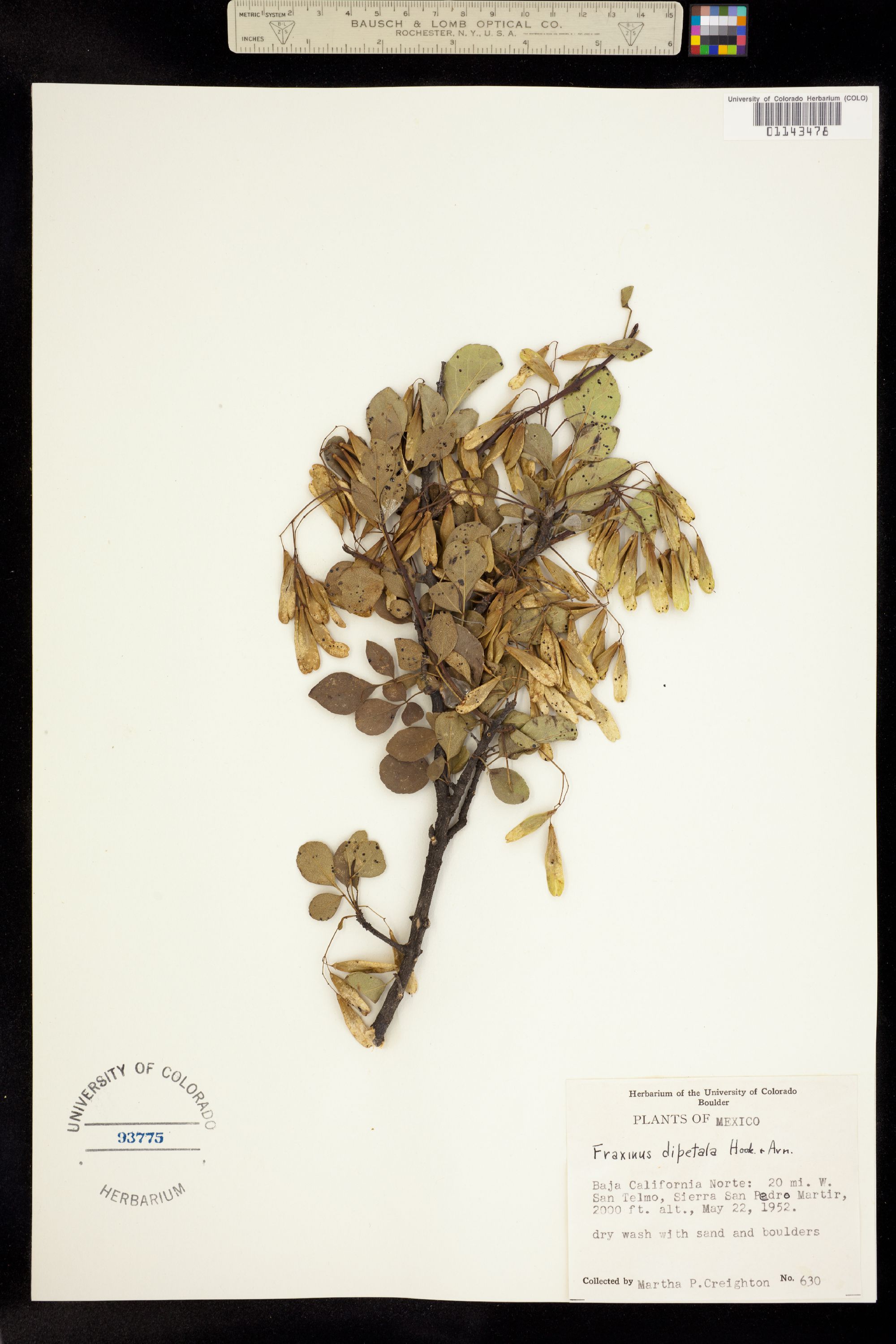 Fraxinus dipetala image