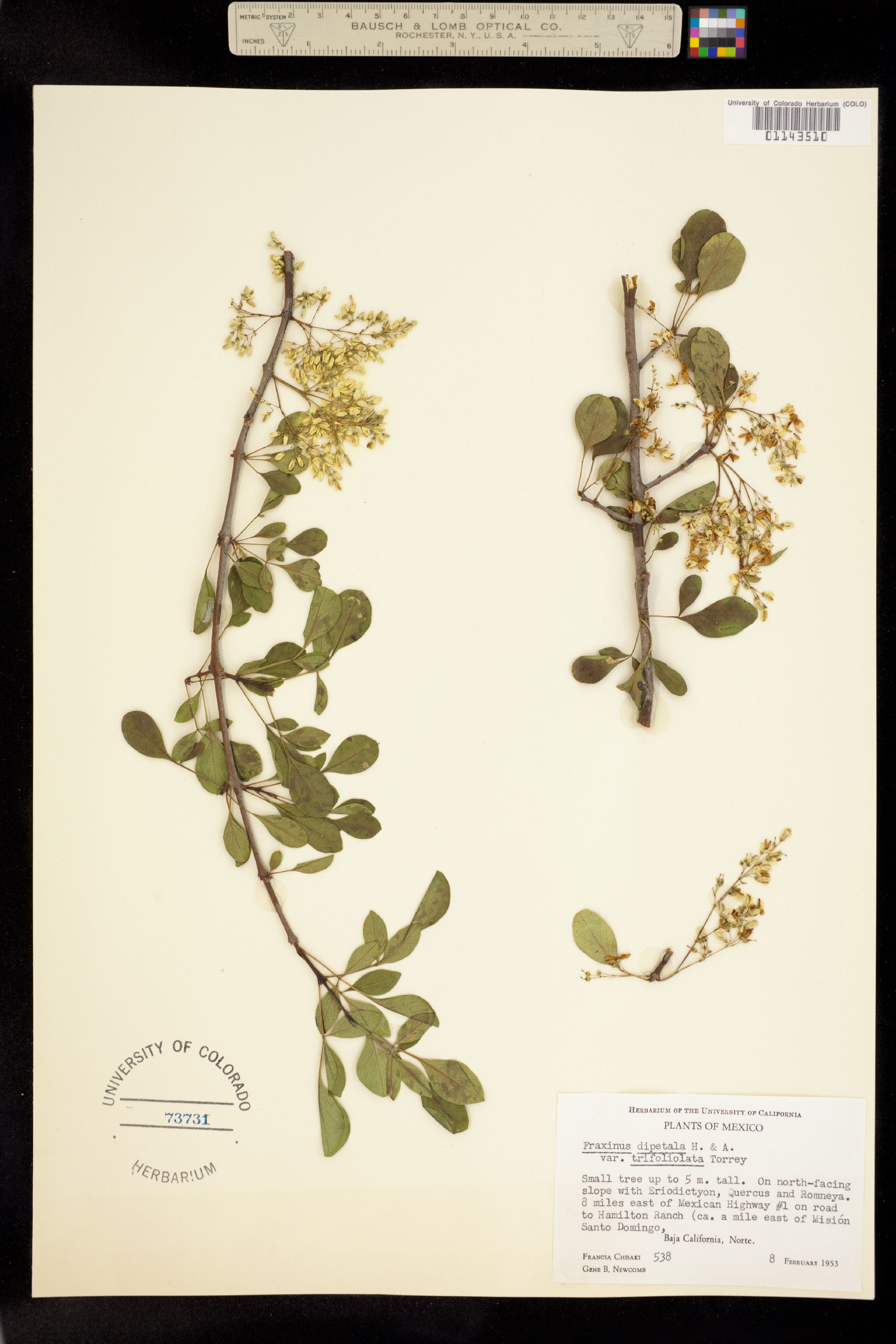 Fraxinus dipetala image