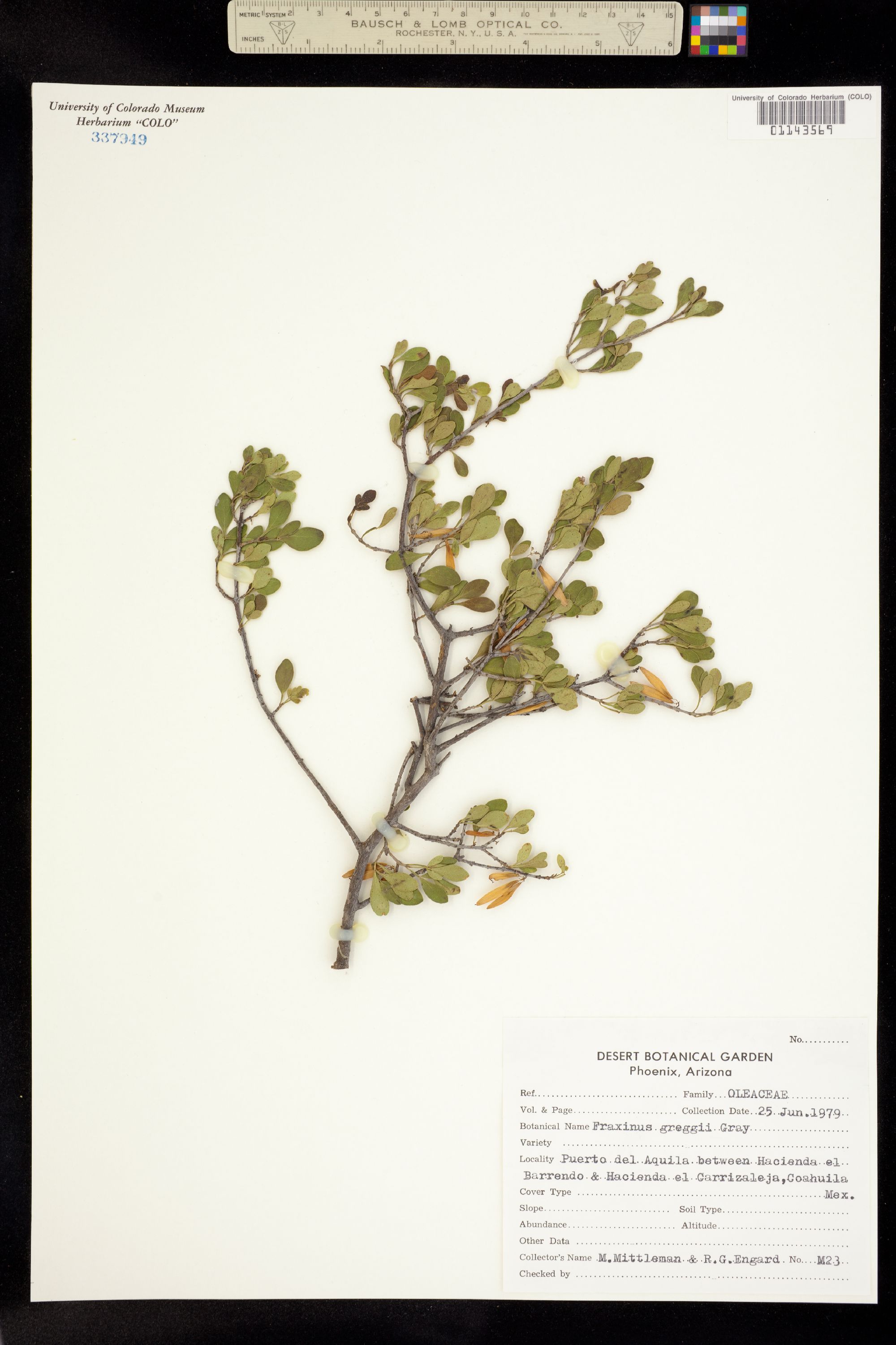 Fraxinus greggii image