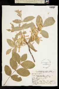 Fraxinus oregona image