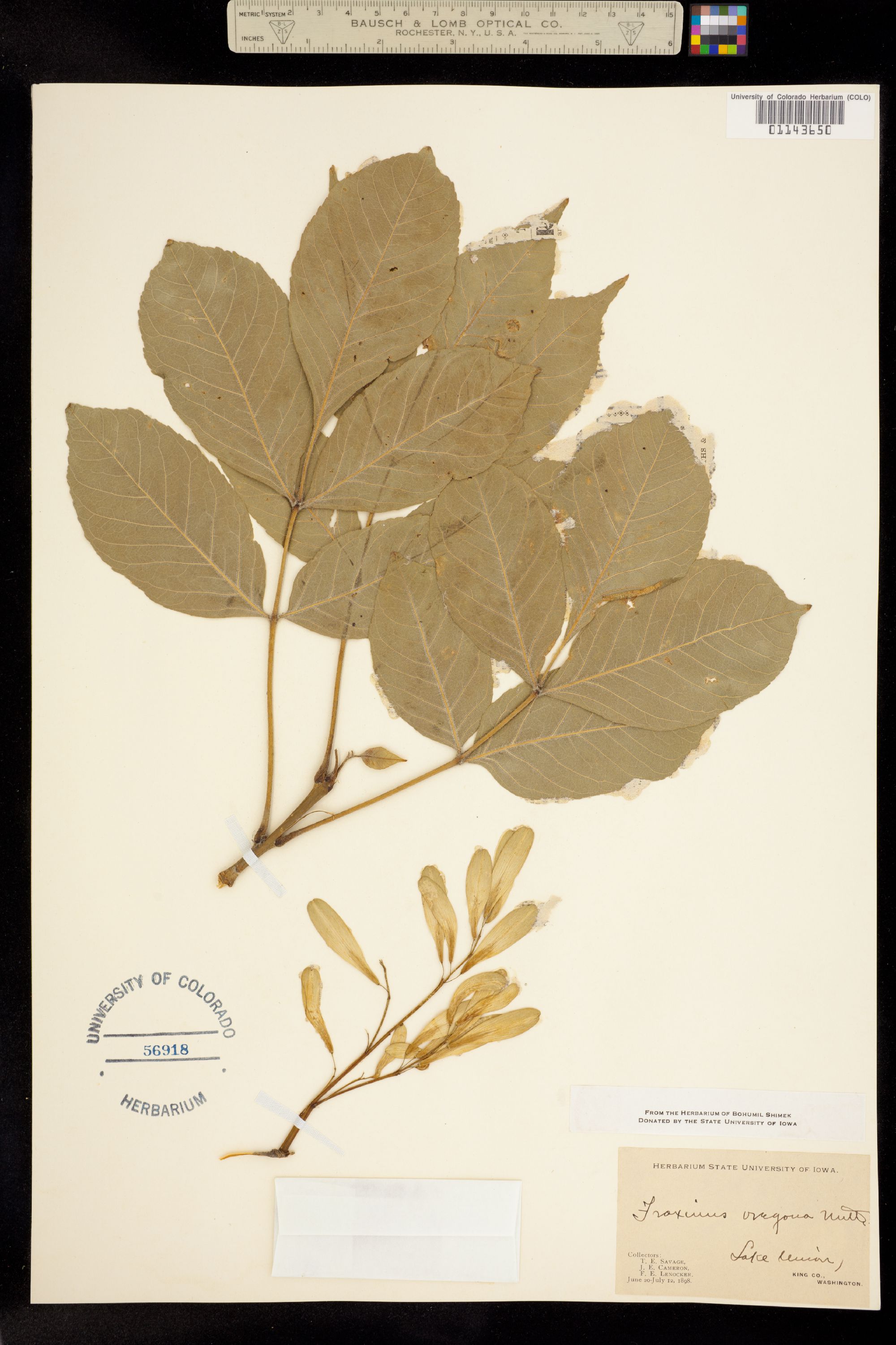 Fraxinus latifolia image