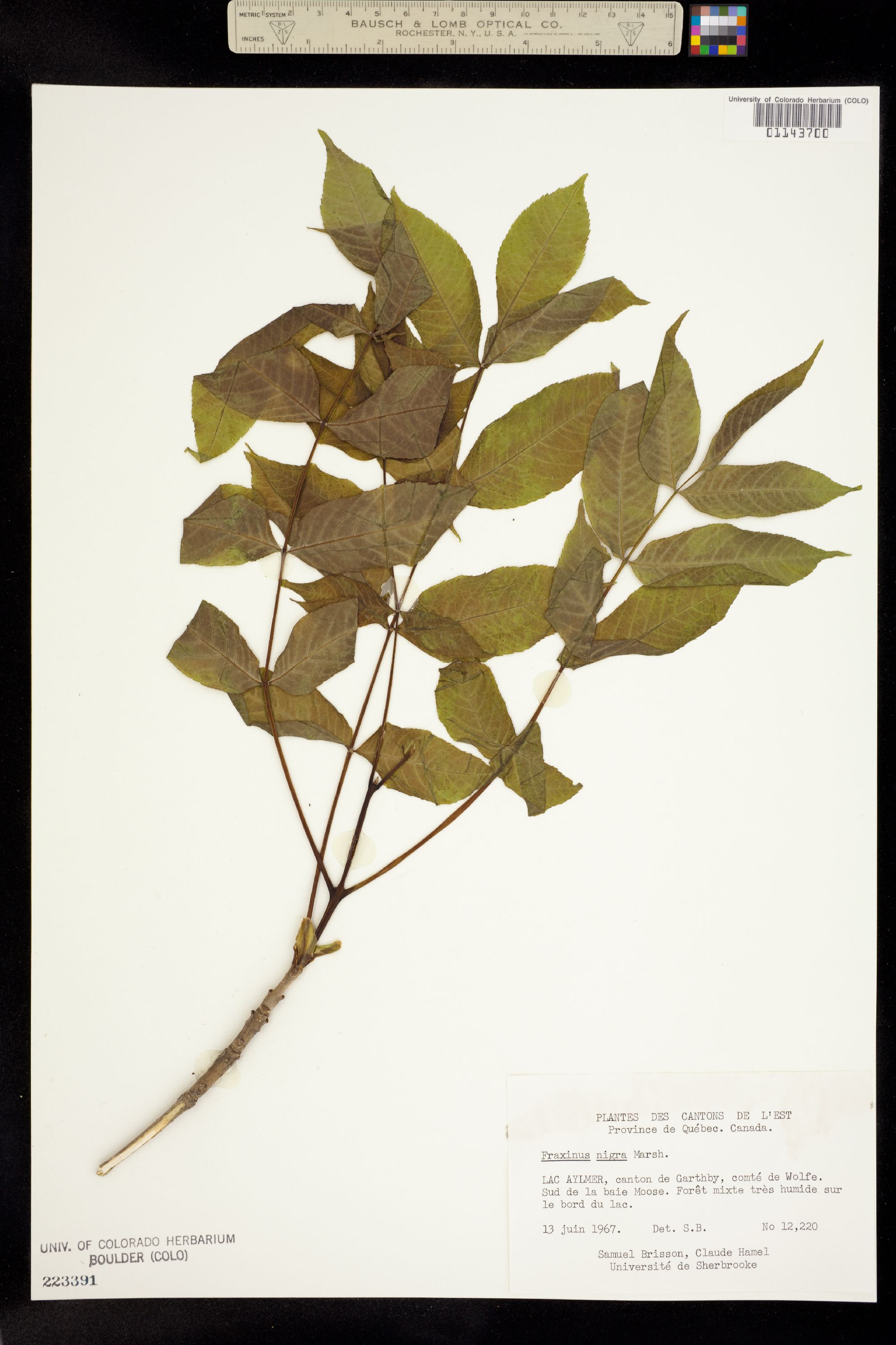 Fraxinus nigra image