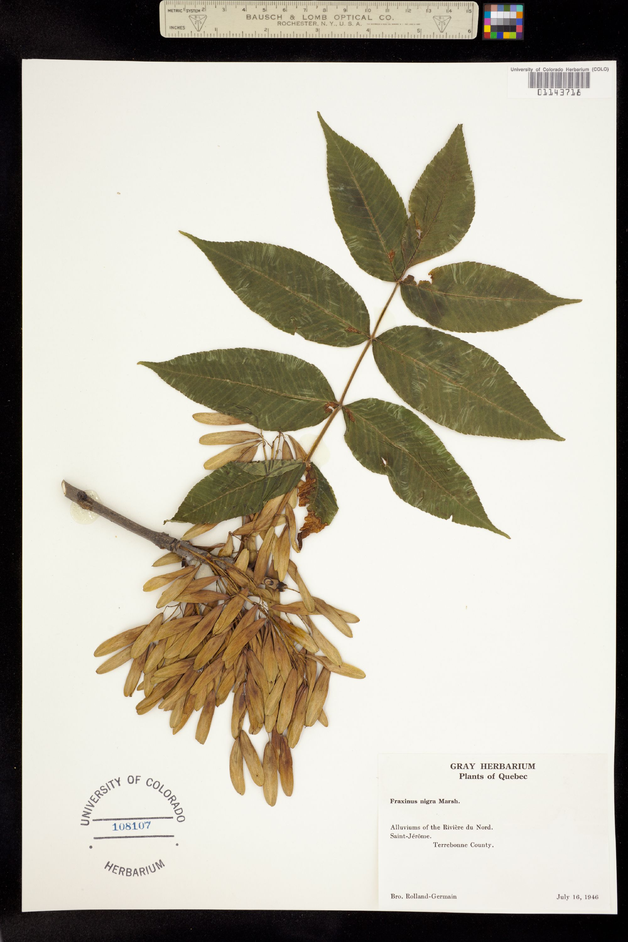 Fraxinus nigra image