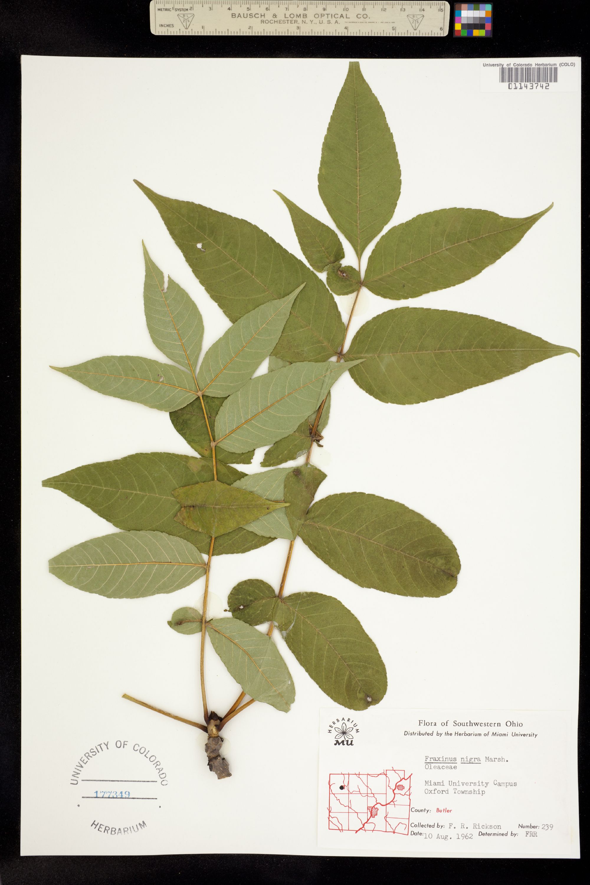 Fraxinus nigra image