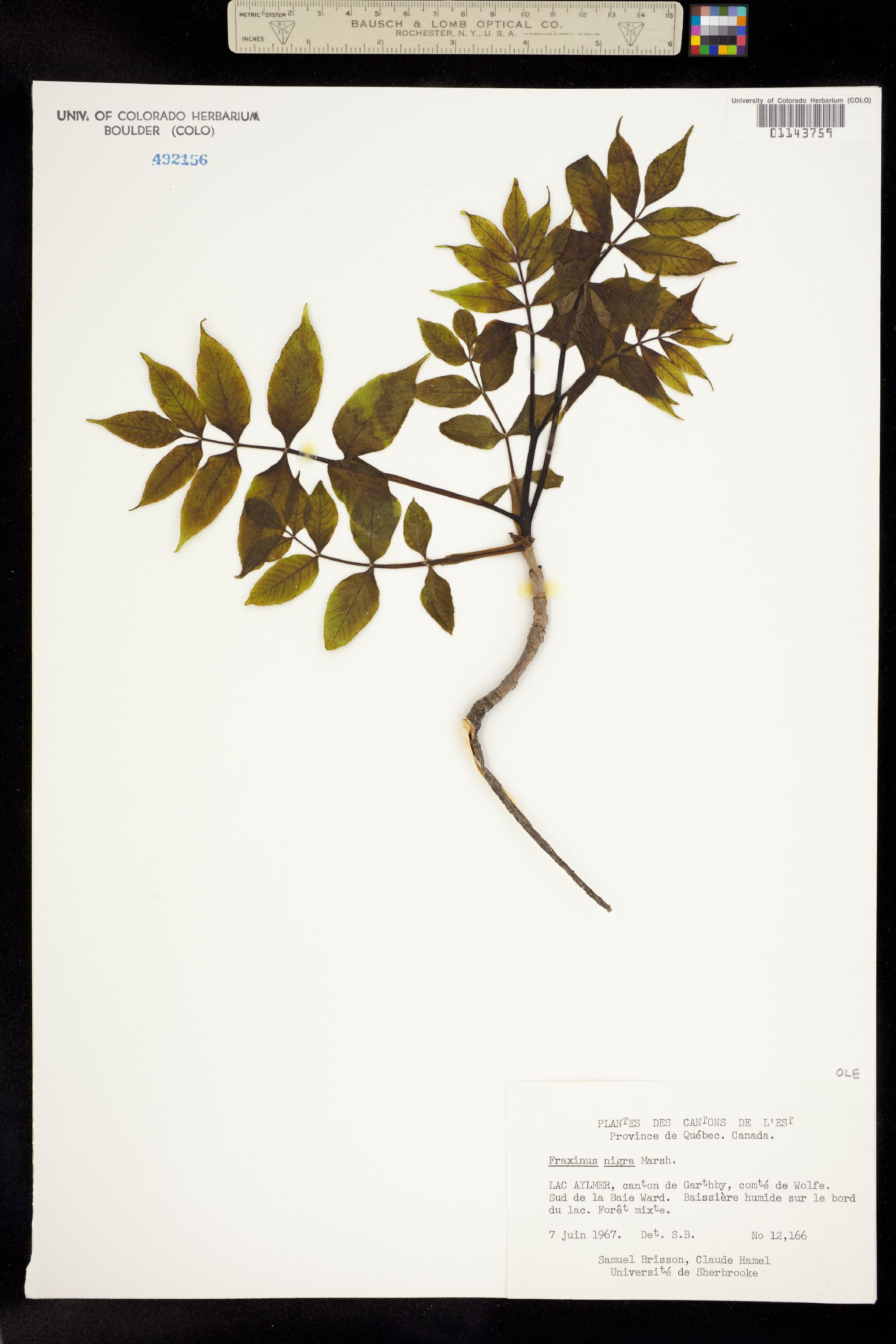 Fraxinus image