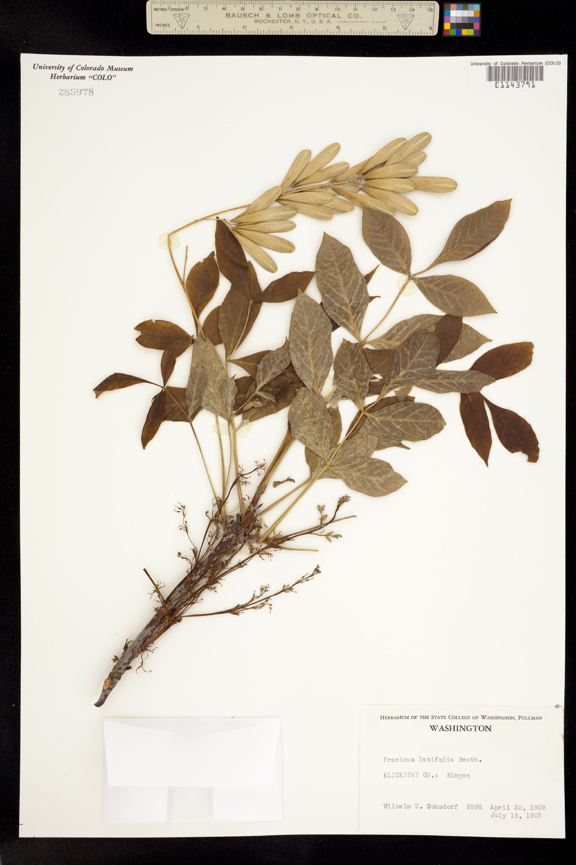 Fraxinus latifolia image