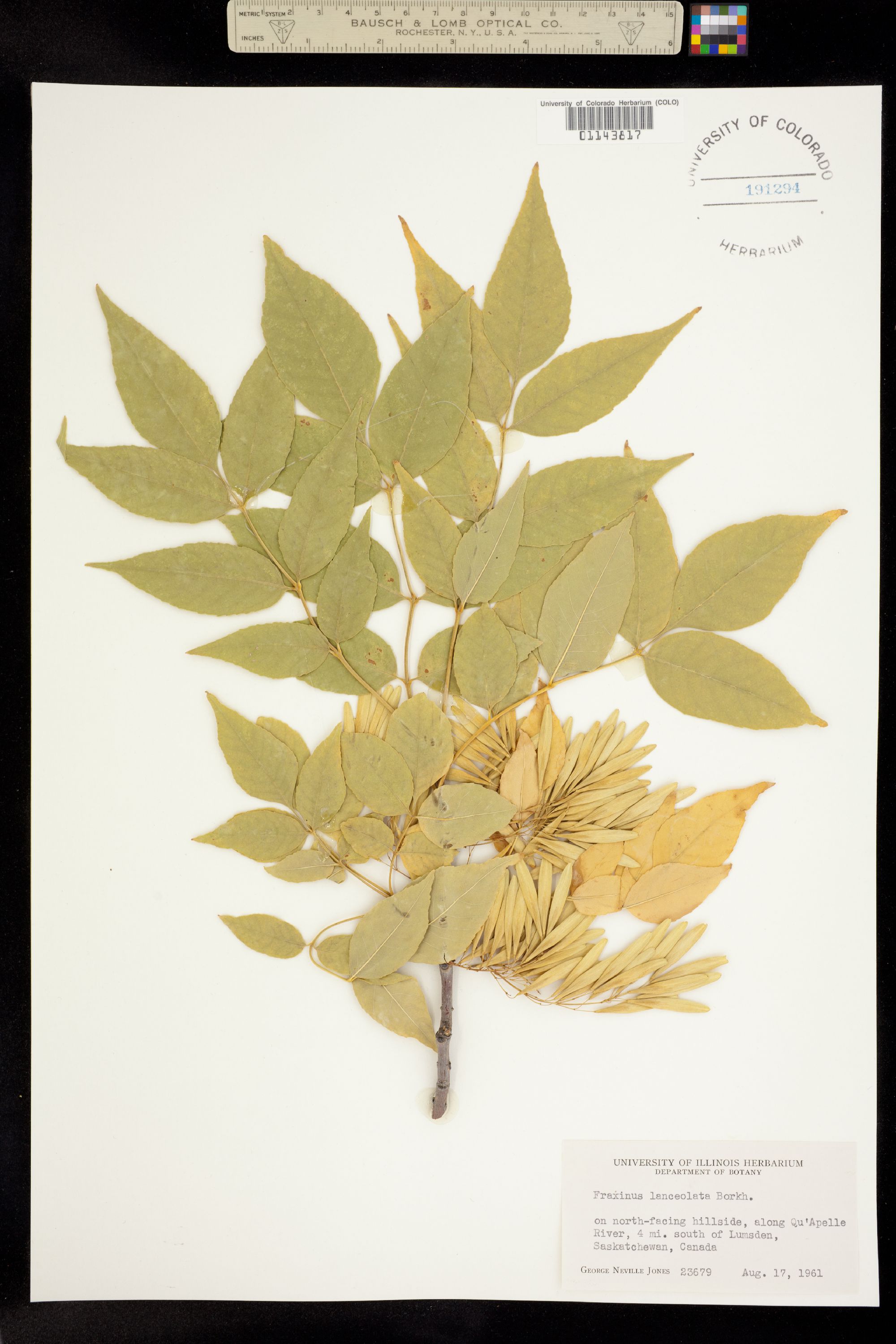 Fraxinus pennsylvanica image