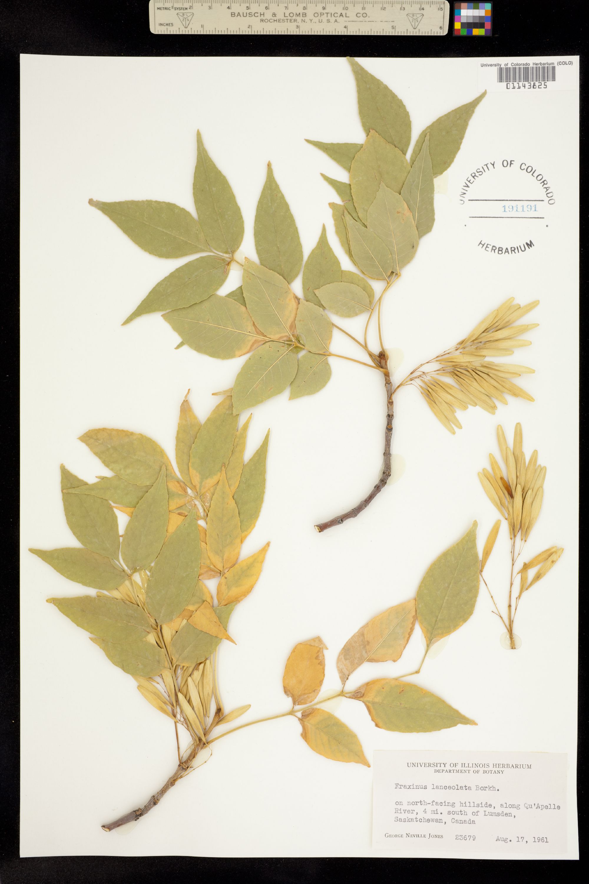 Fraxinus pennsylvanica image