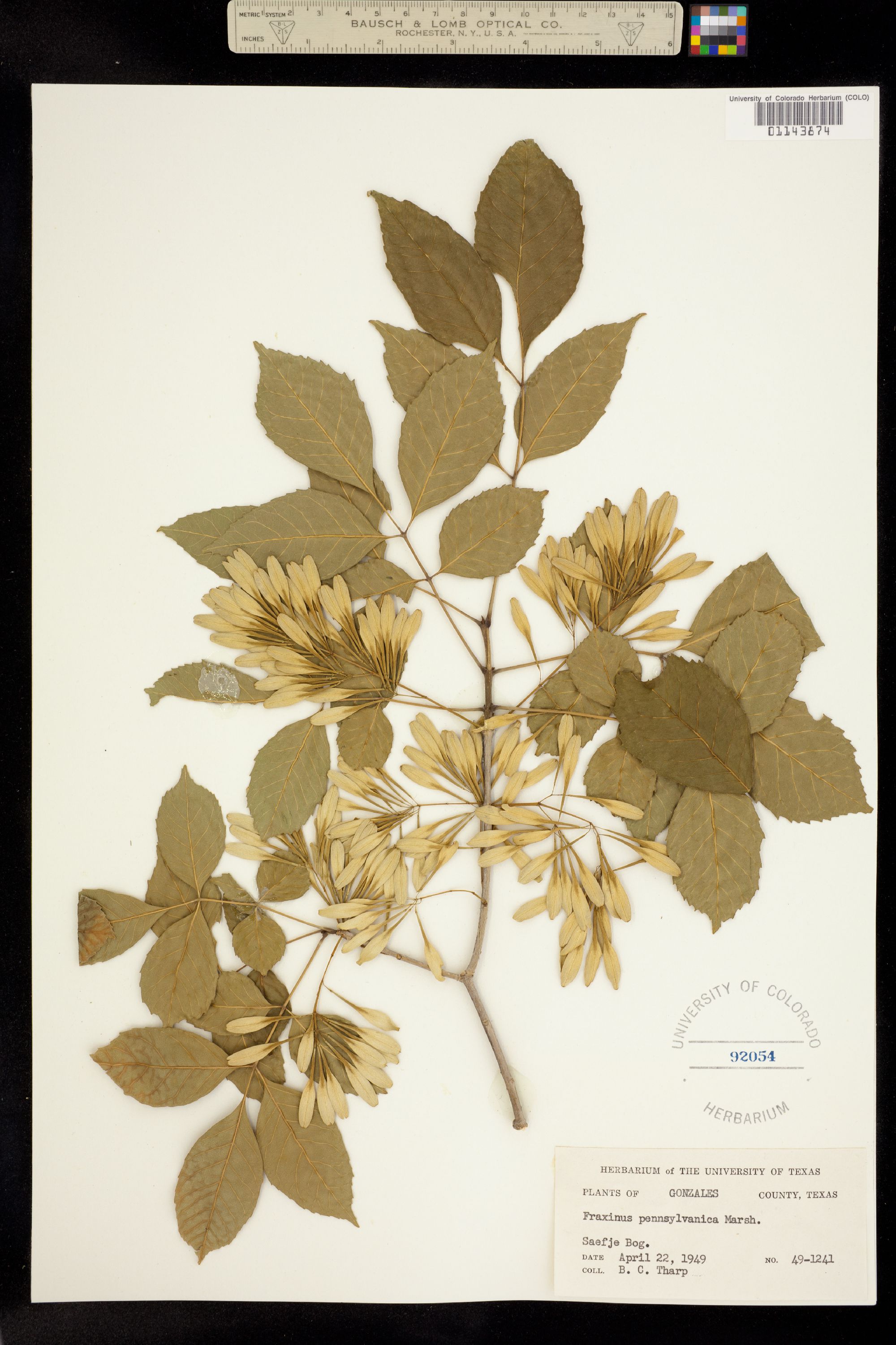 Fraxinus image