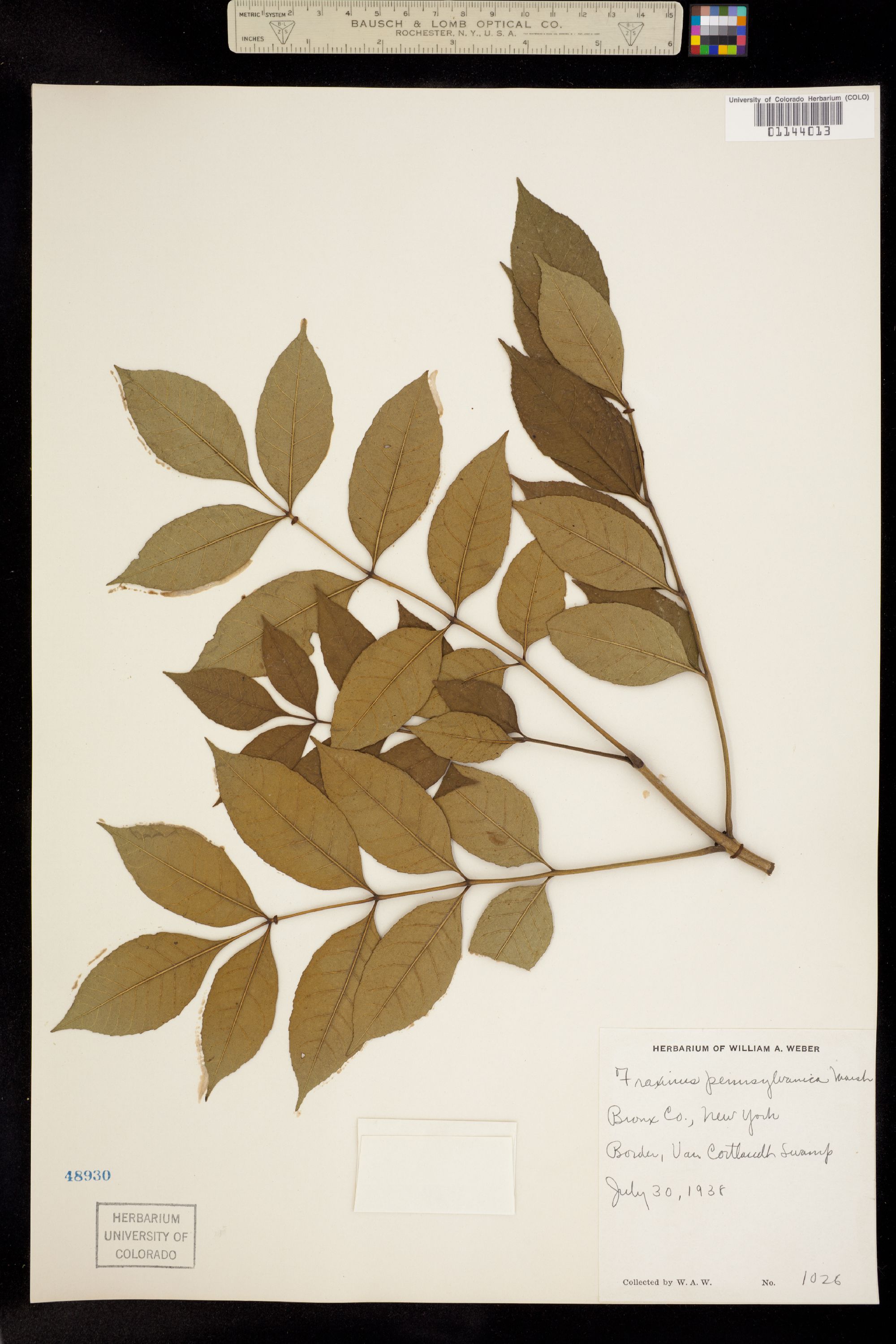 Fraxinus pennsylvanica image