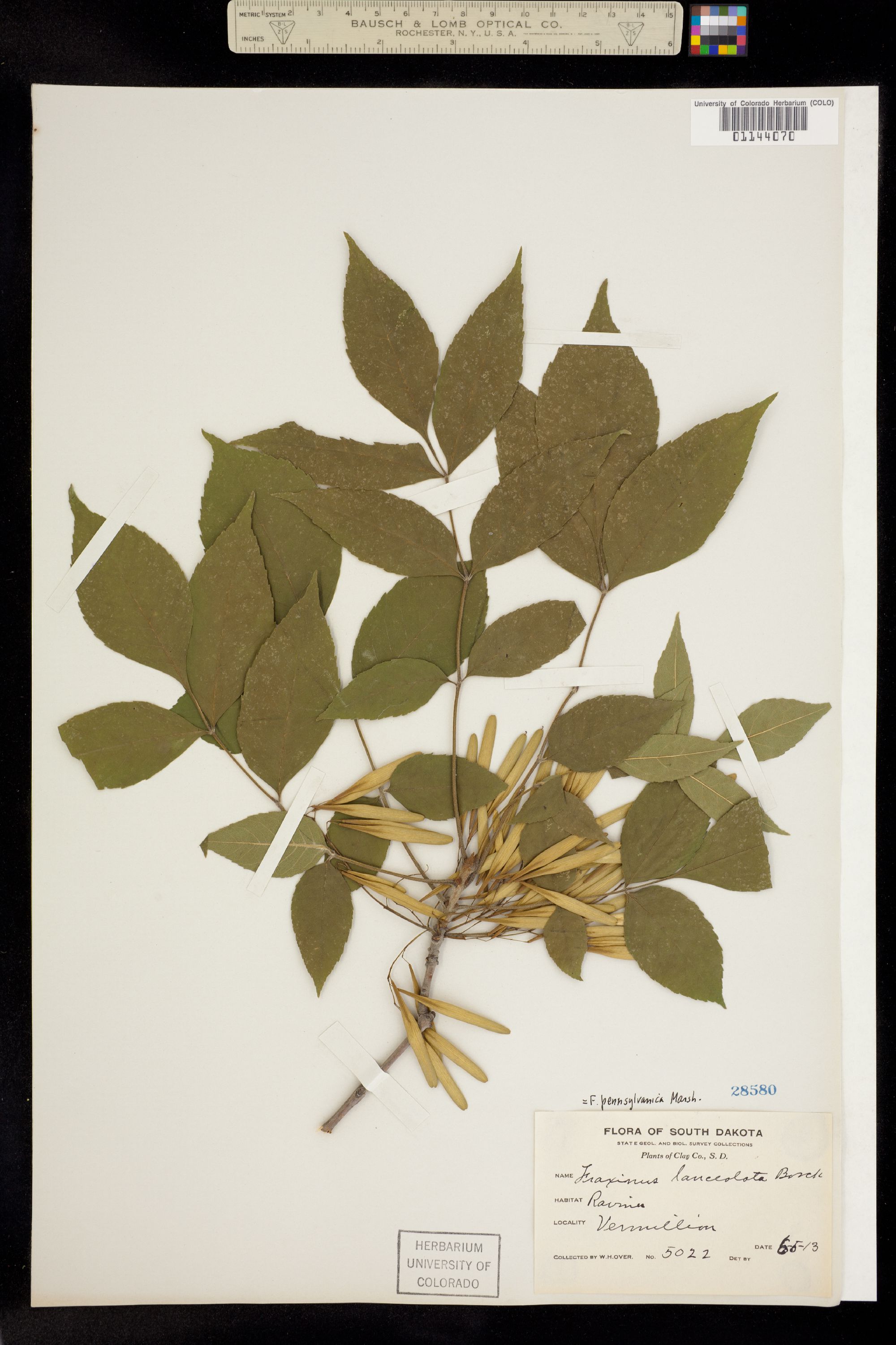 Fraxinus image