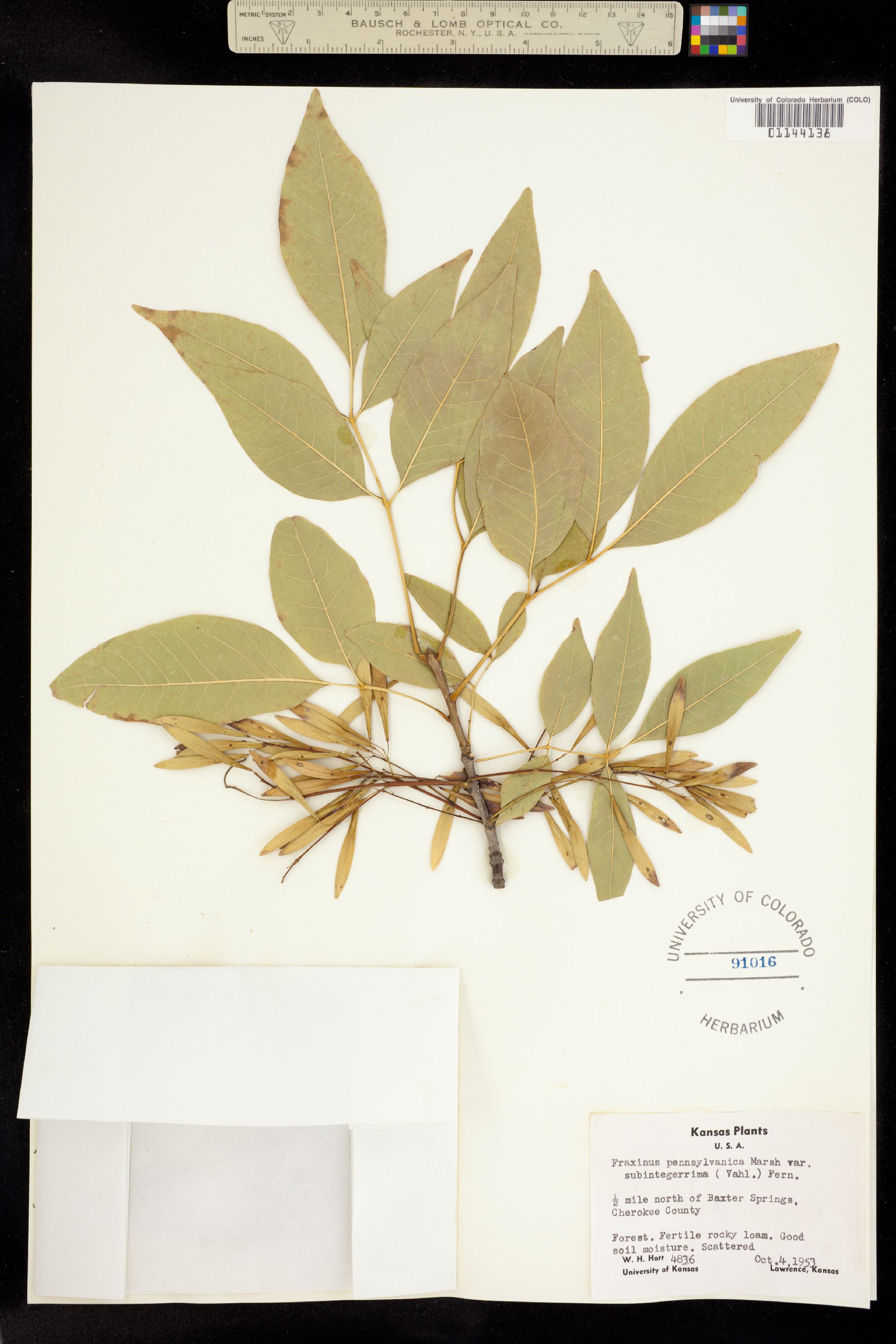 Fraxinus pennsylvanica image