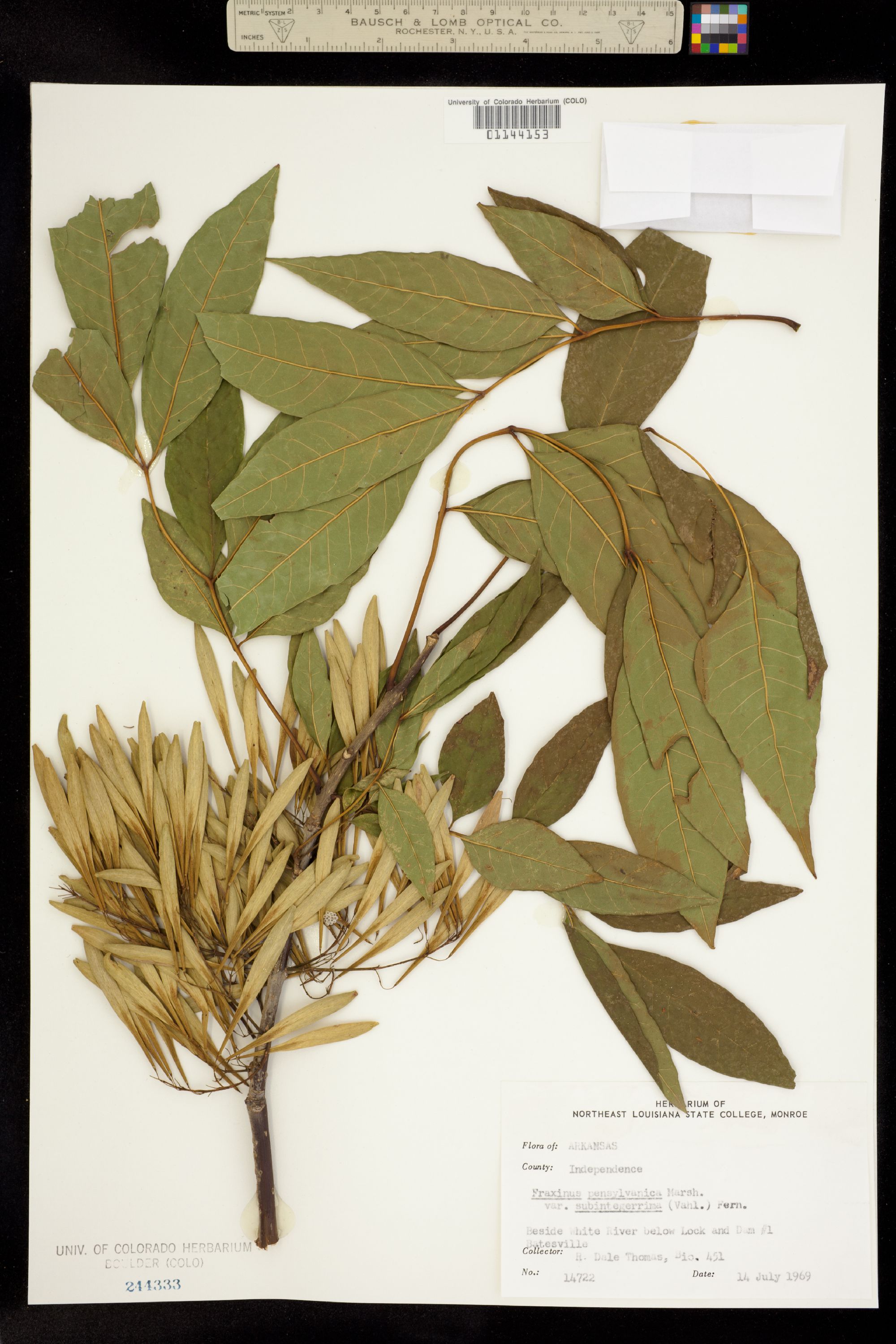 Fraxinus pennsylvanica image