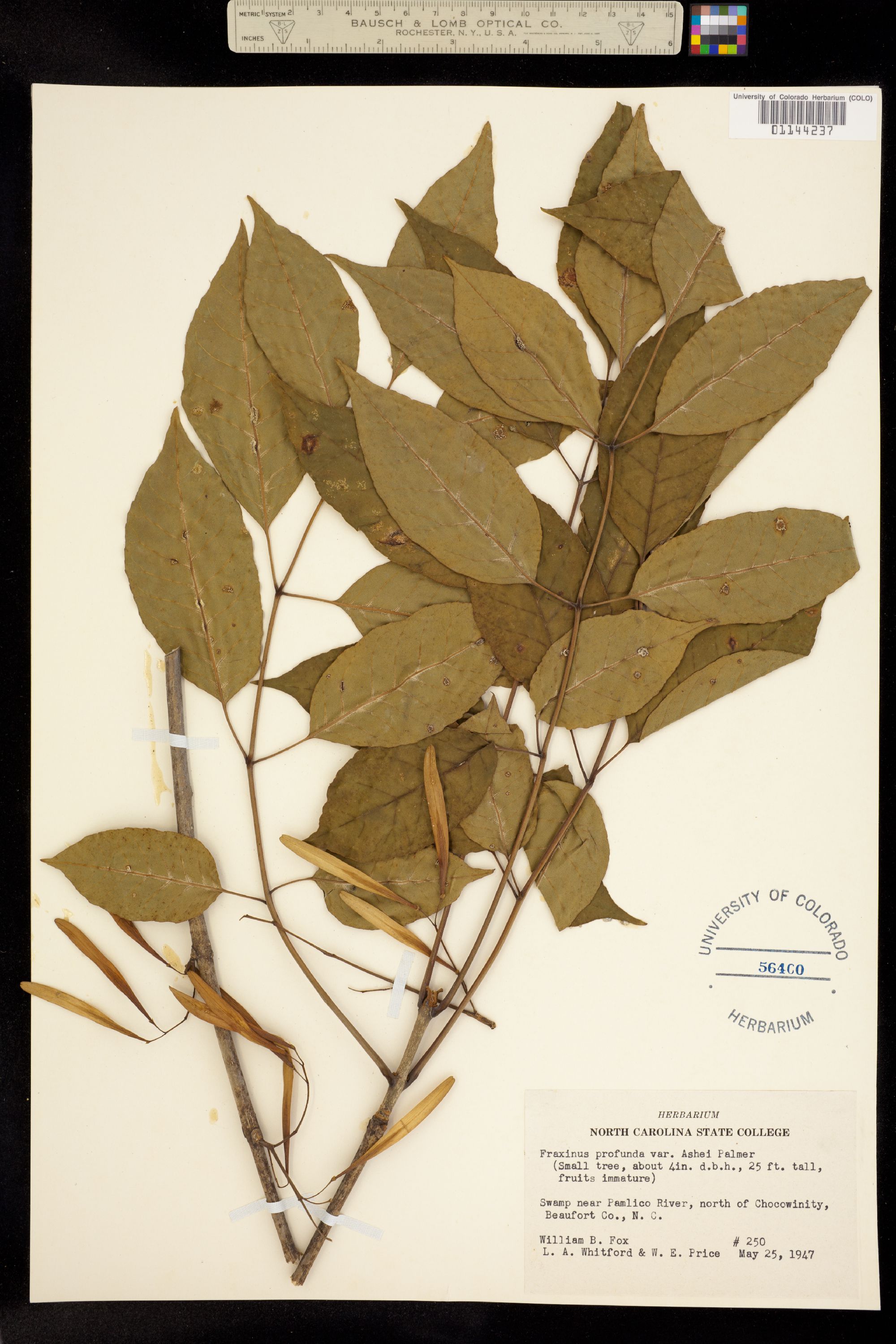 Fraxinus profunda image