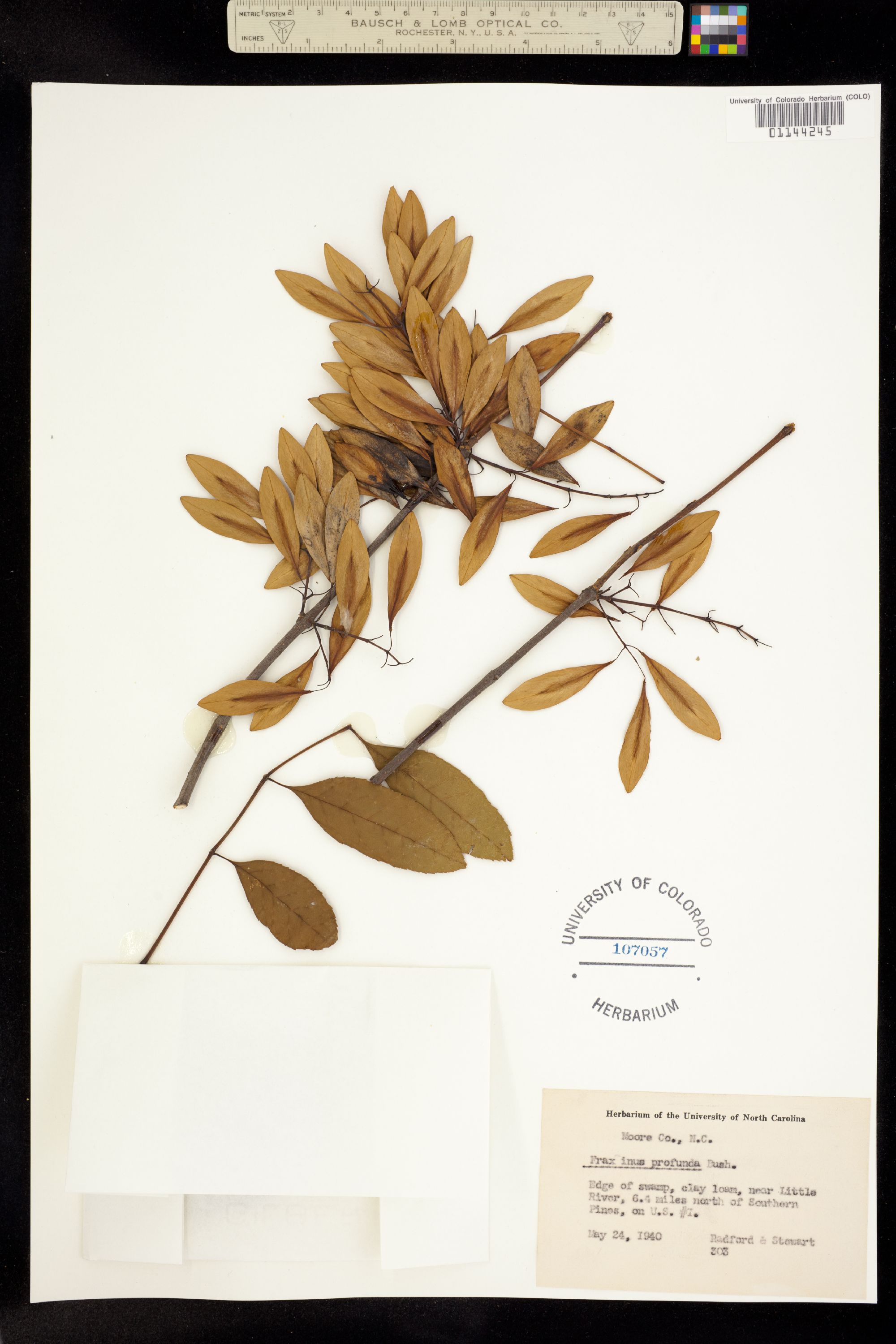 Fraxinus profunda image