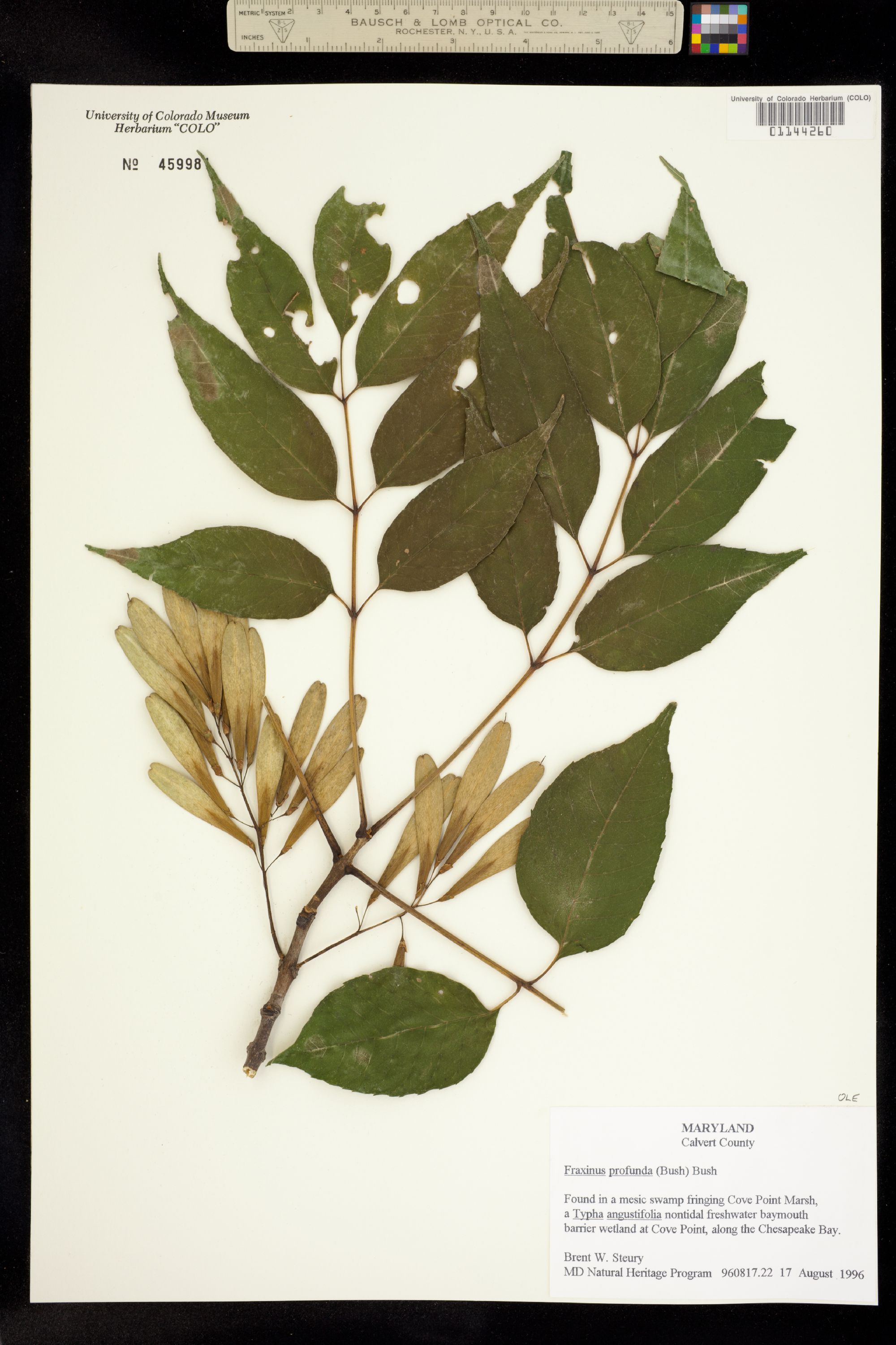 Fraxinus profunda image