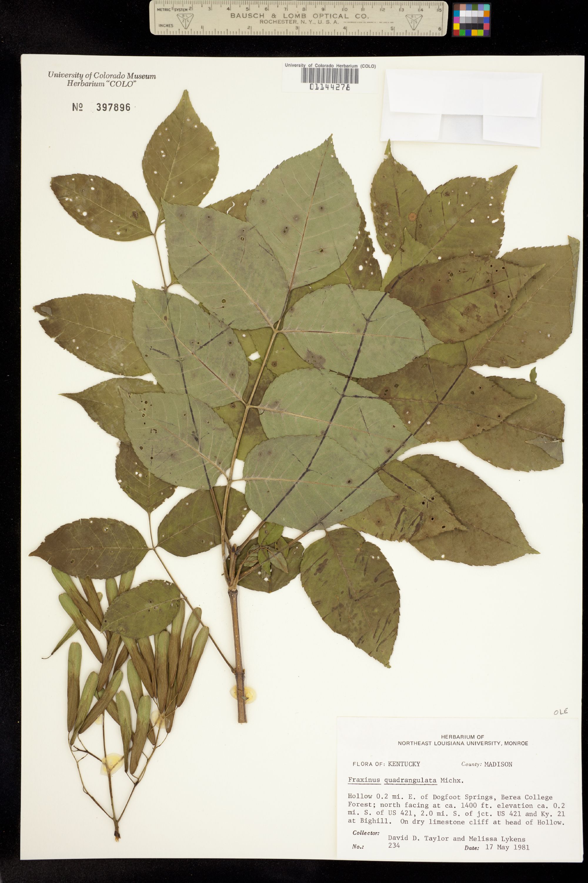 Fraxinus quadrangulata image
