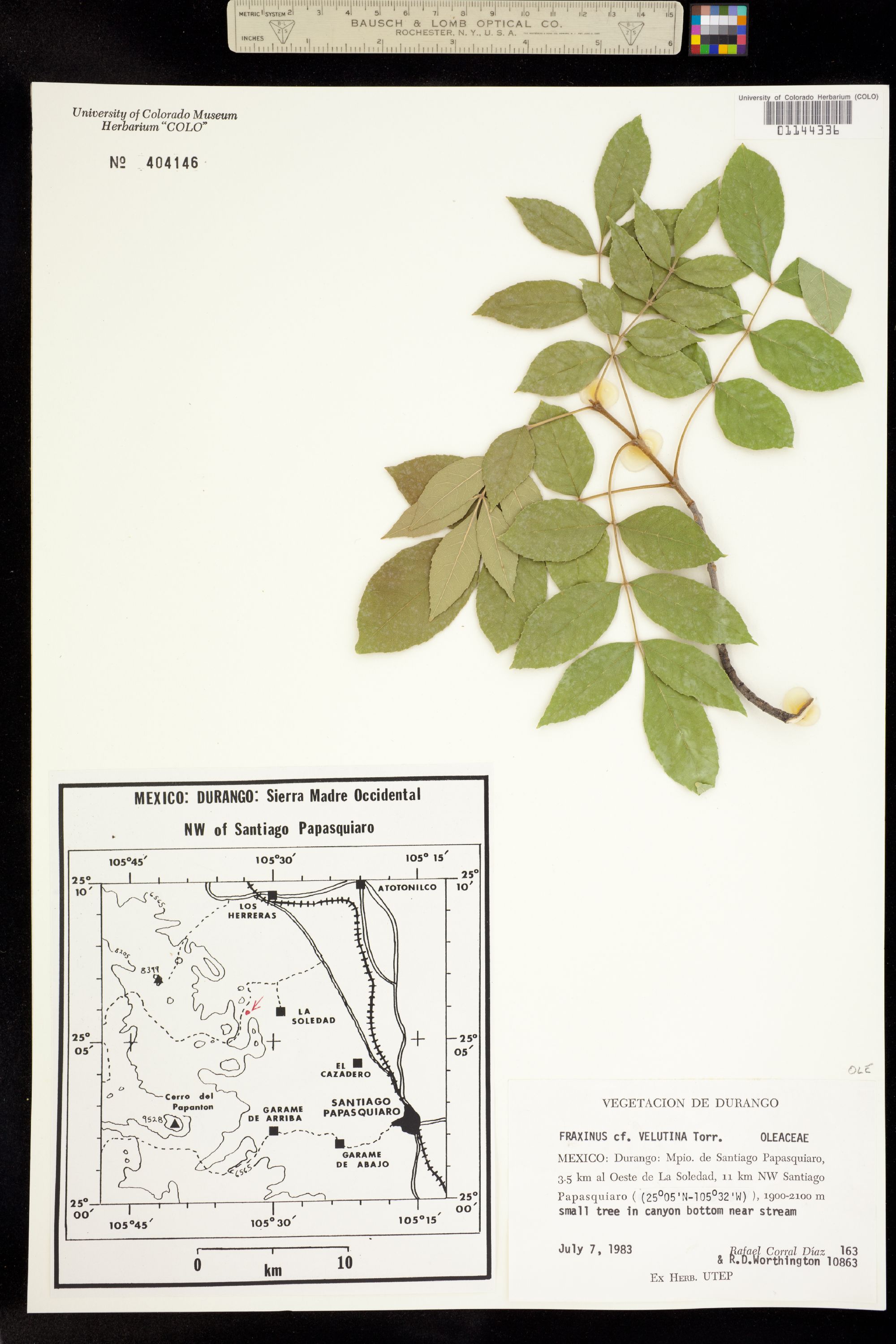Fraxinus velutina image