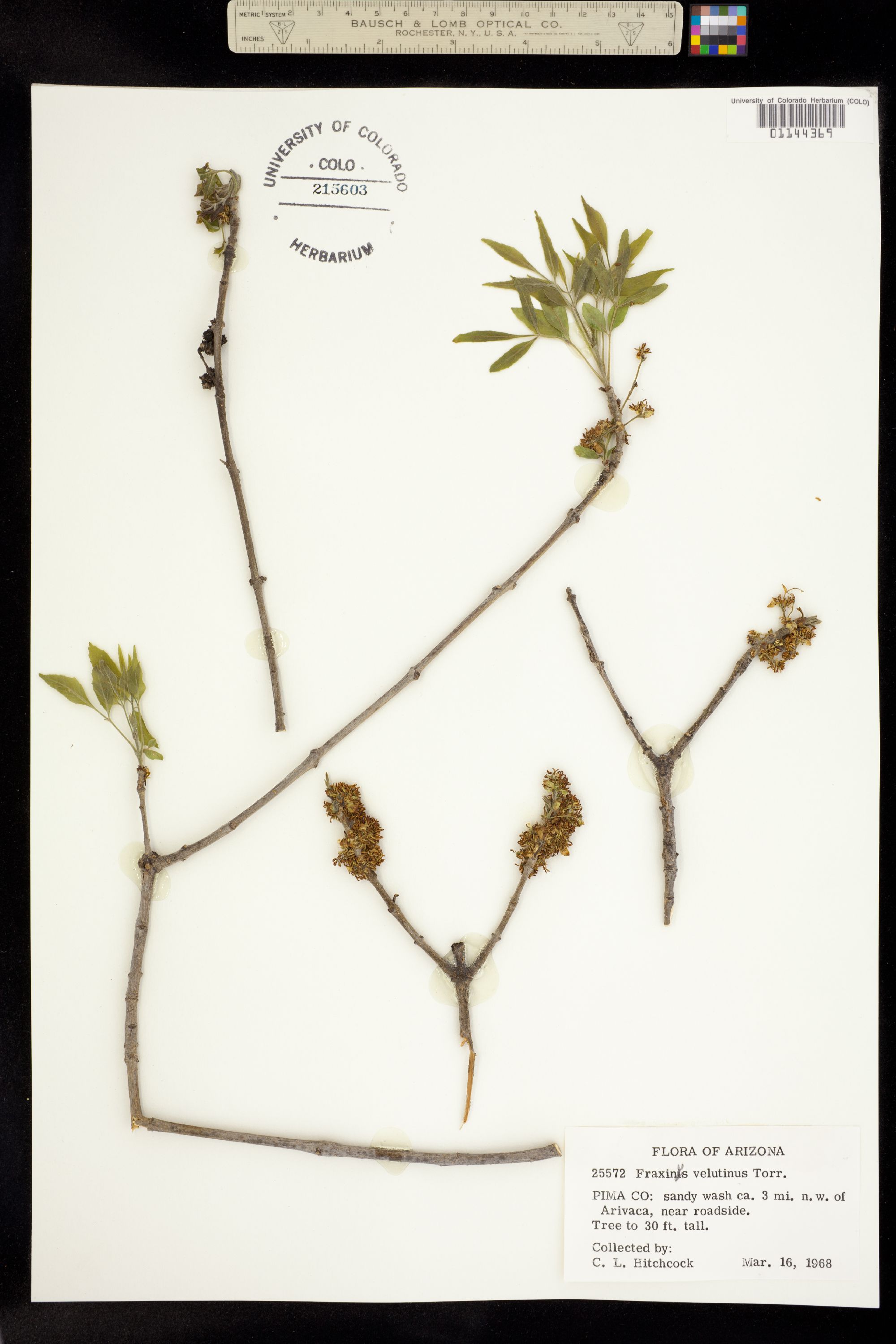 Fraxinus velutina image