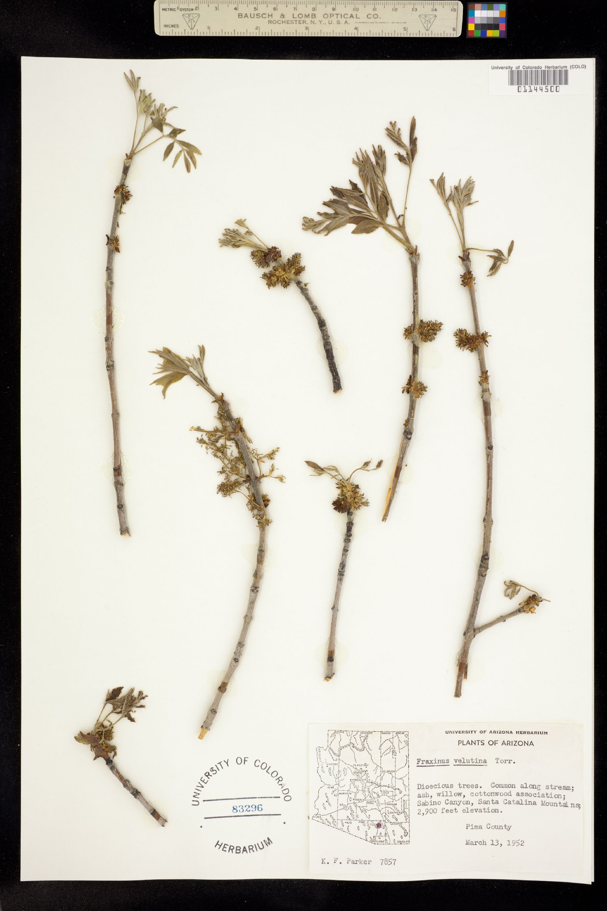 Fraxinus velutina image