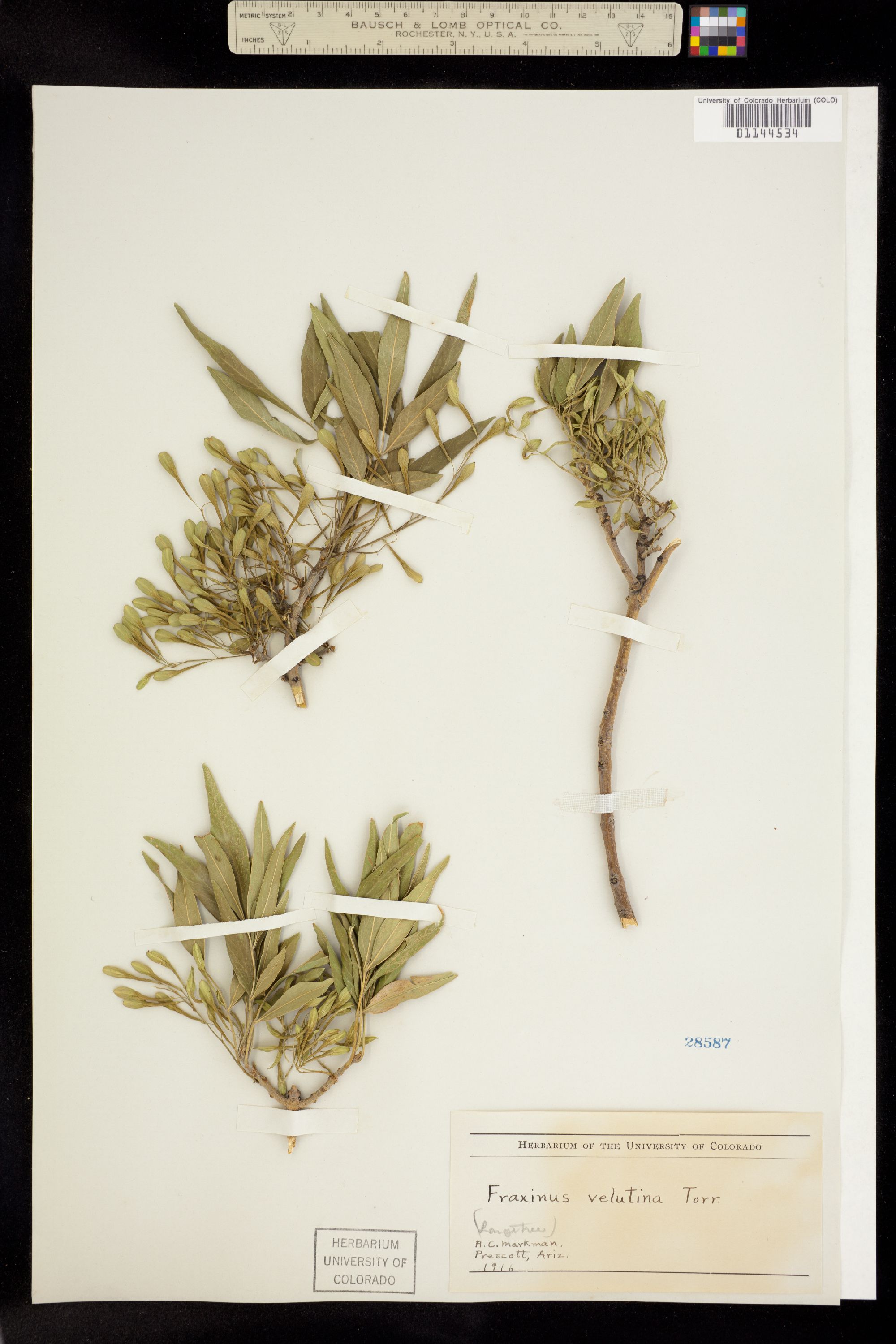 Fraxinus velutina image